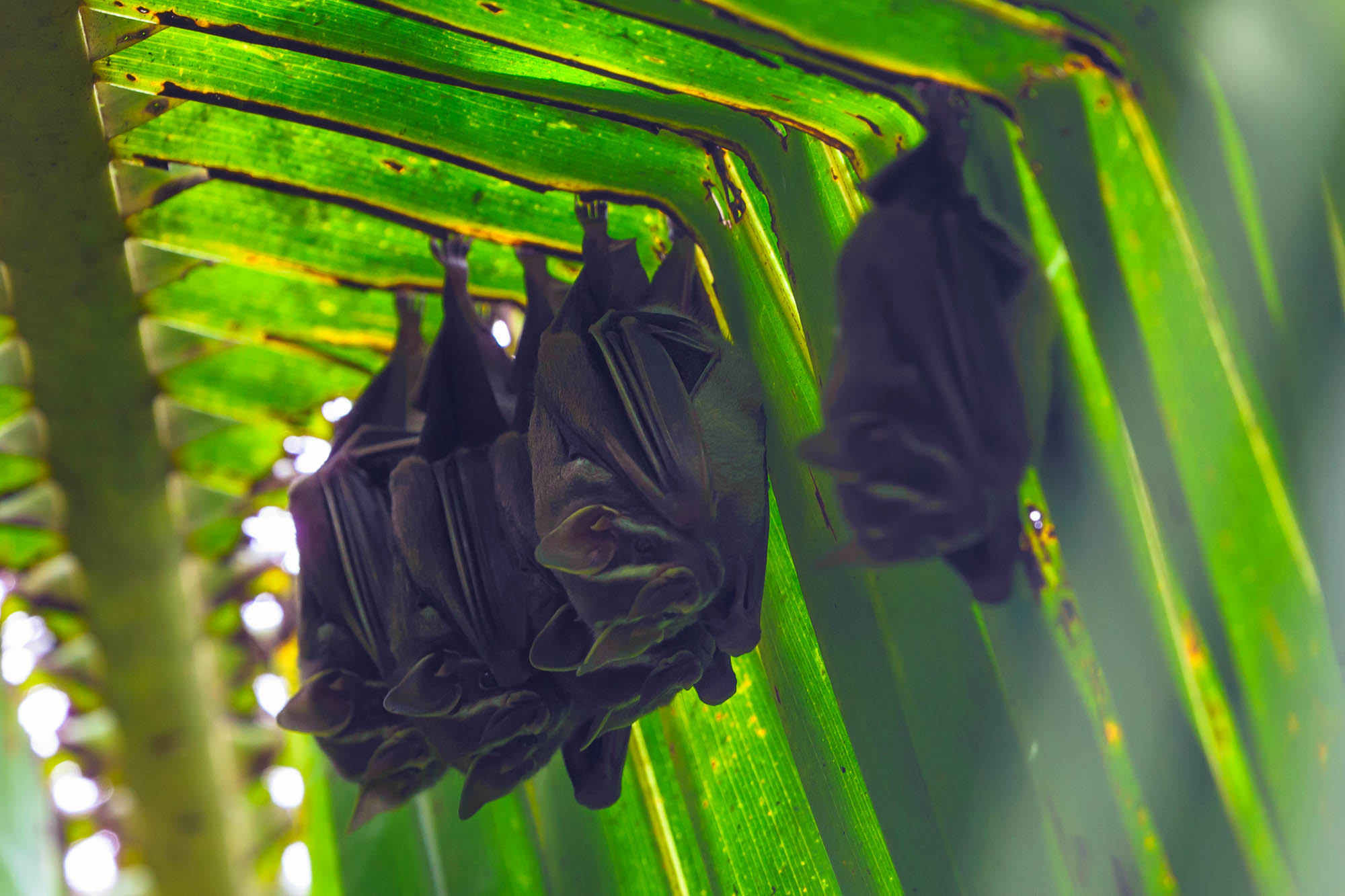 Costa Rica