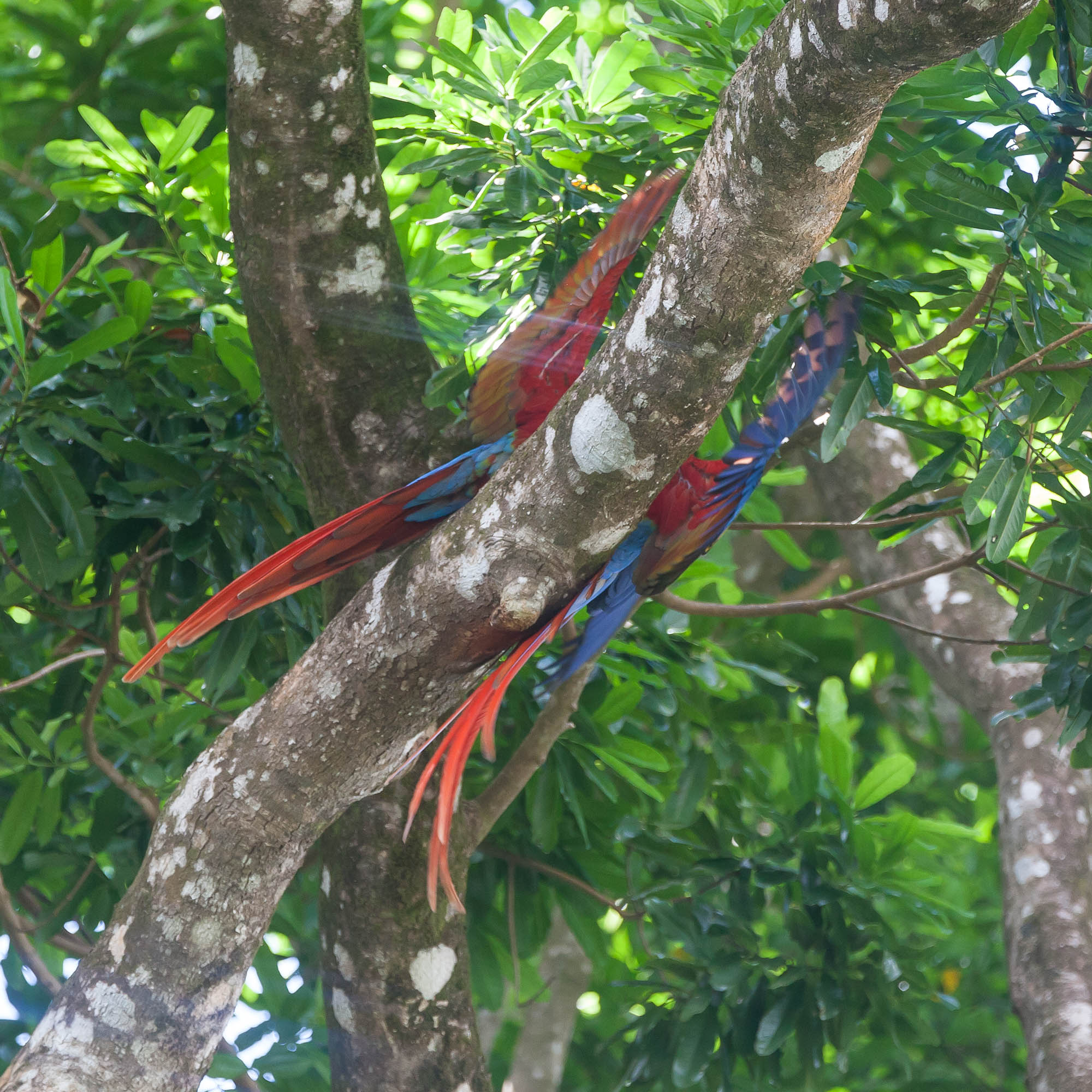 Costa Rica