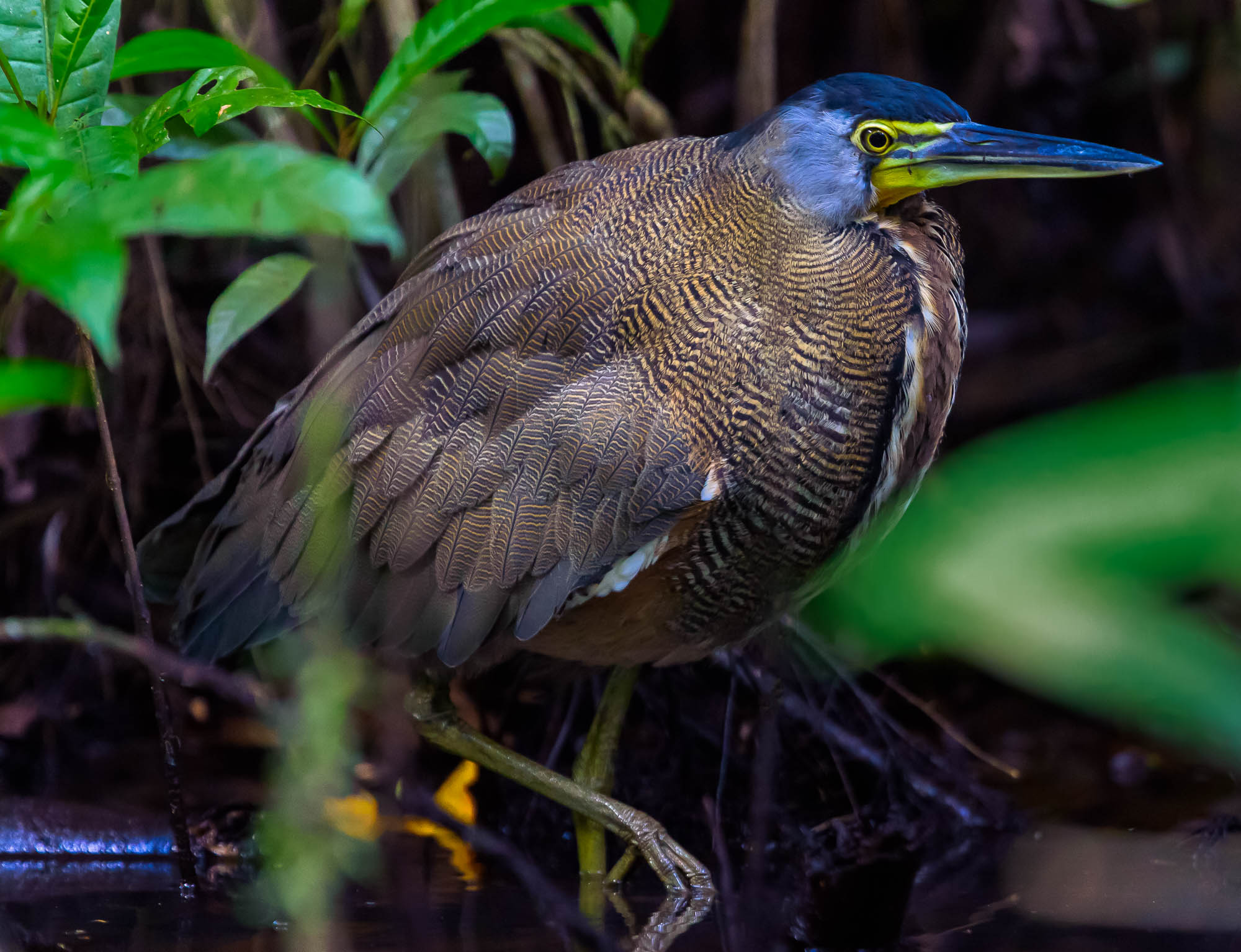 Costa Rica