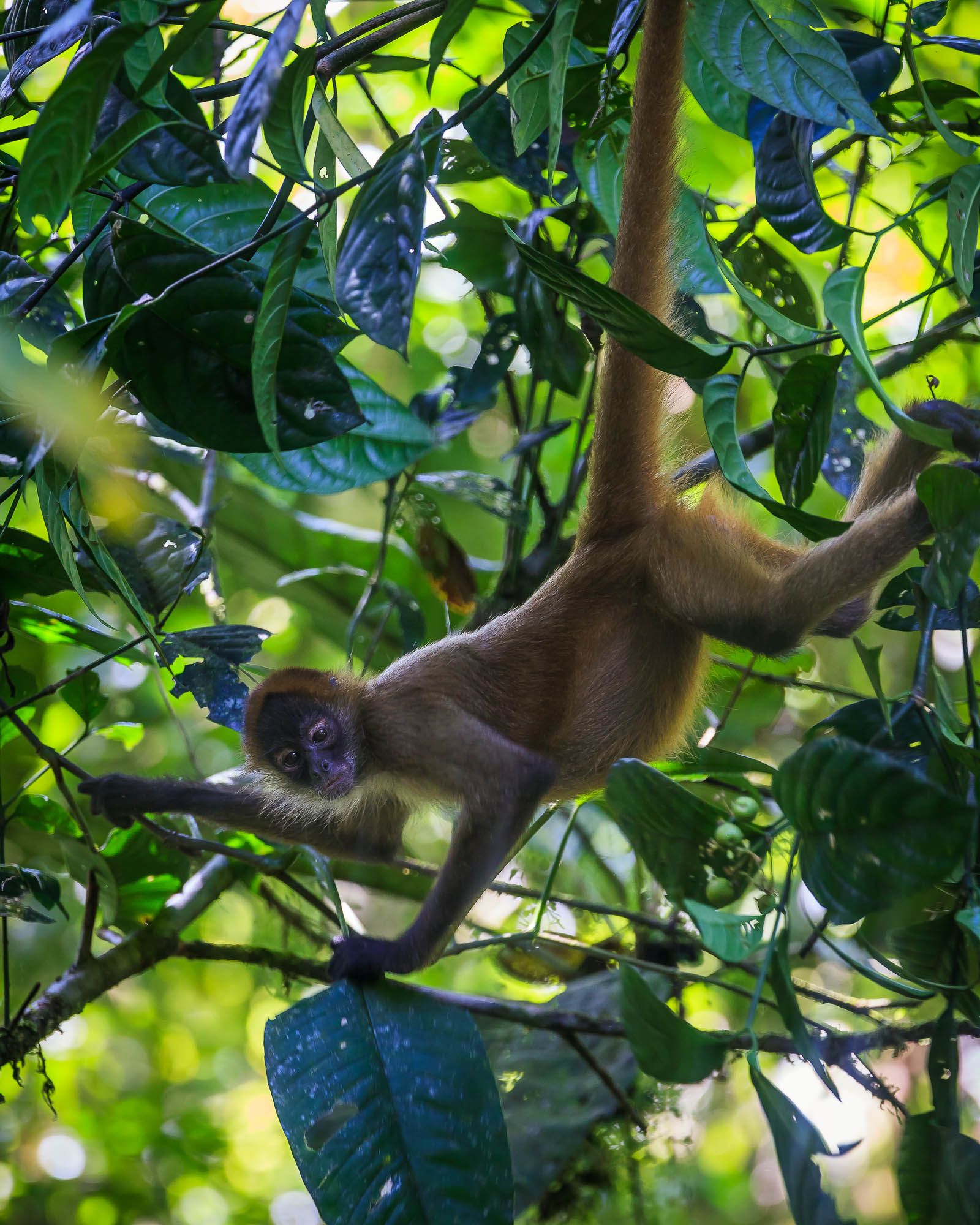 Costa Rica