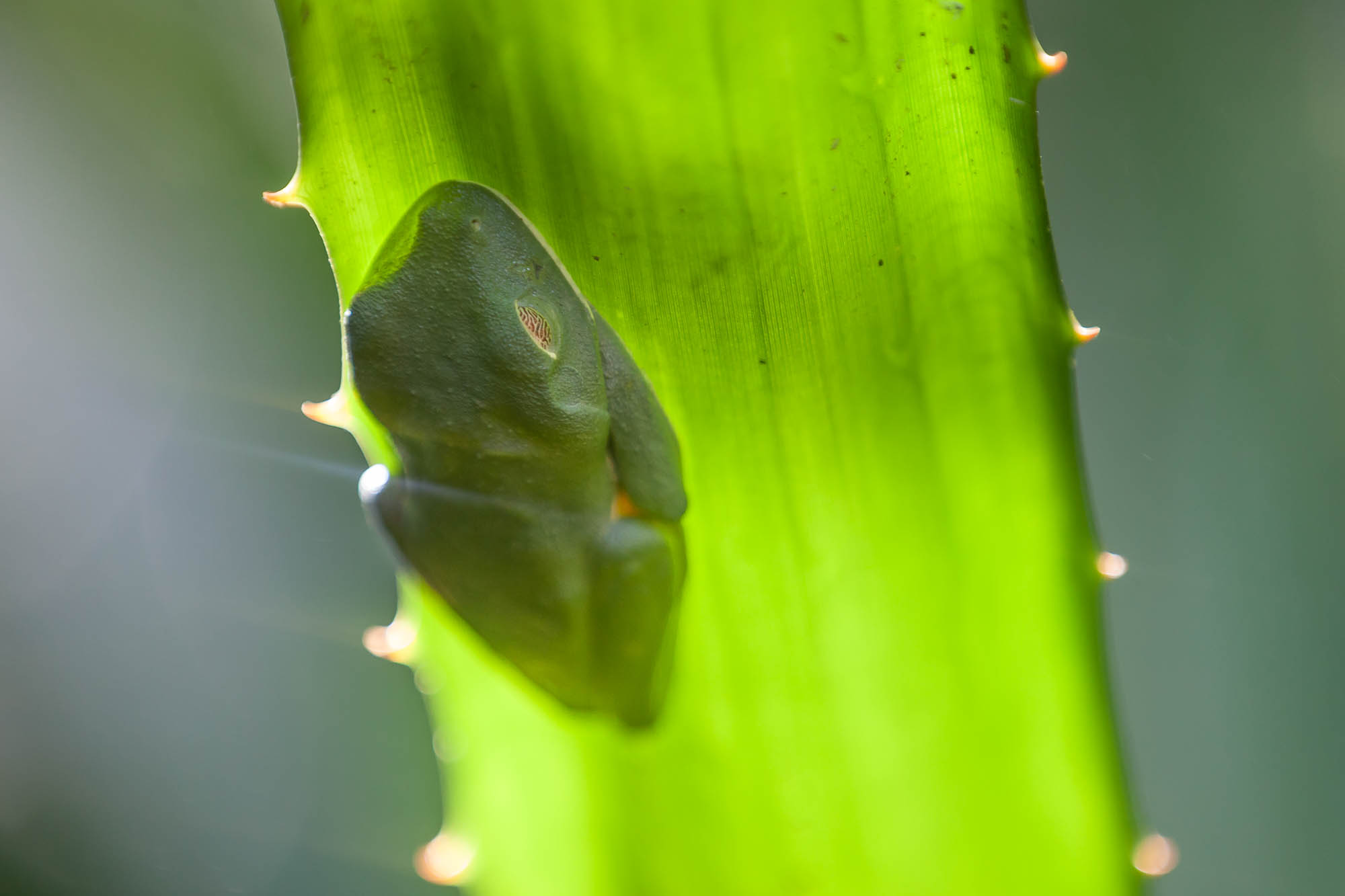 Costa Rica