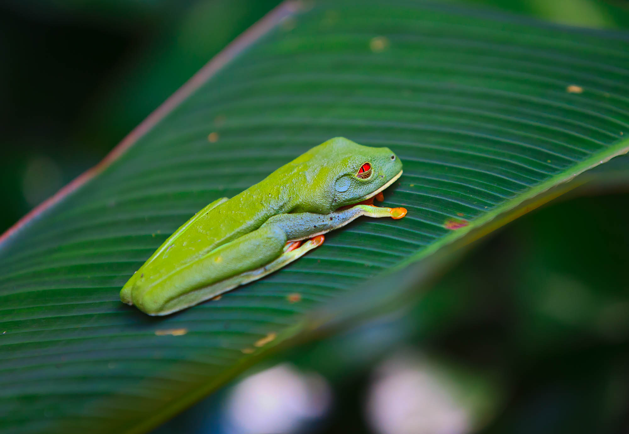 Costa Rica