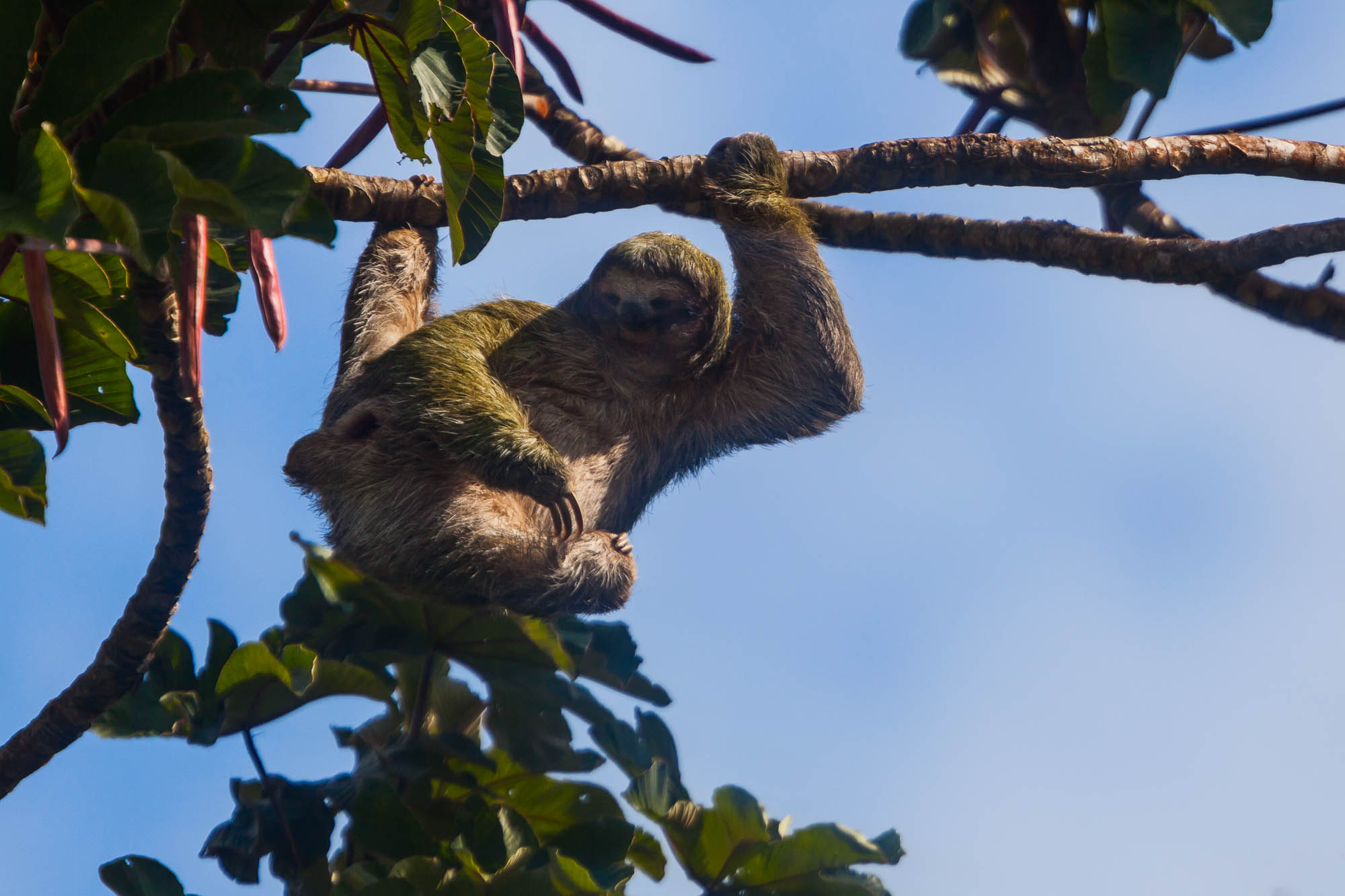 Costa Rica
