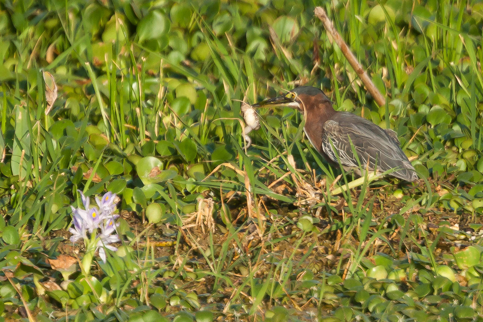 Costa Rica