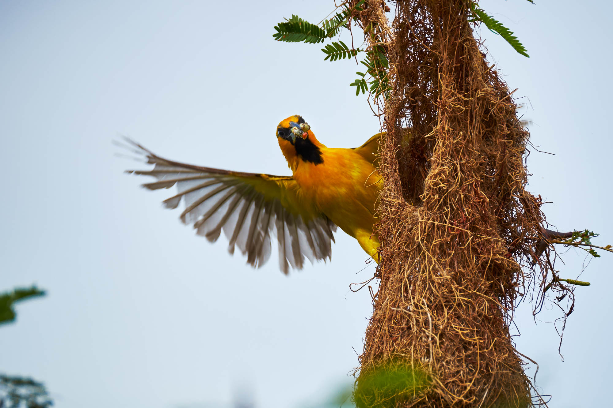 Nicaragua