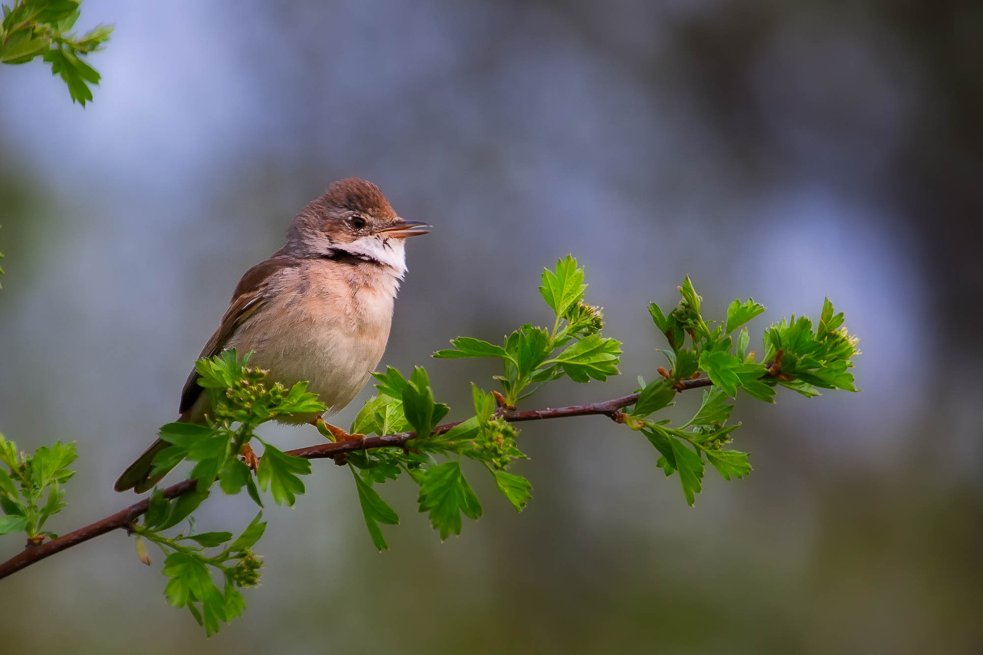Cute bird on branch