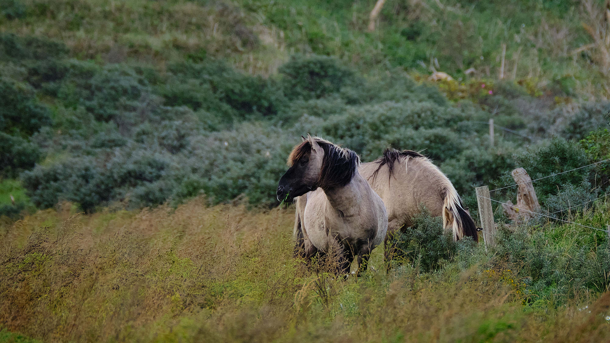 Niederlande - Texel / Netherlands - Texel