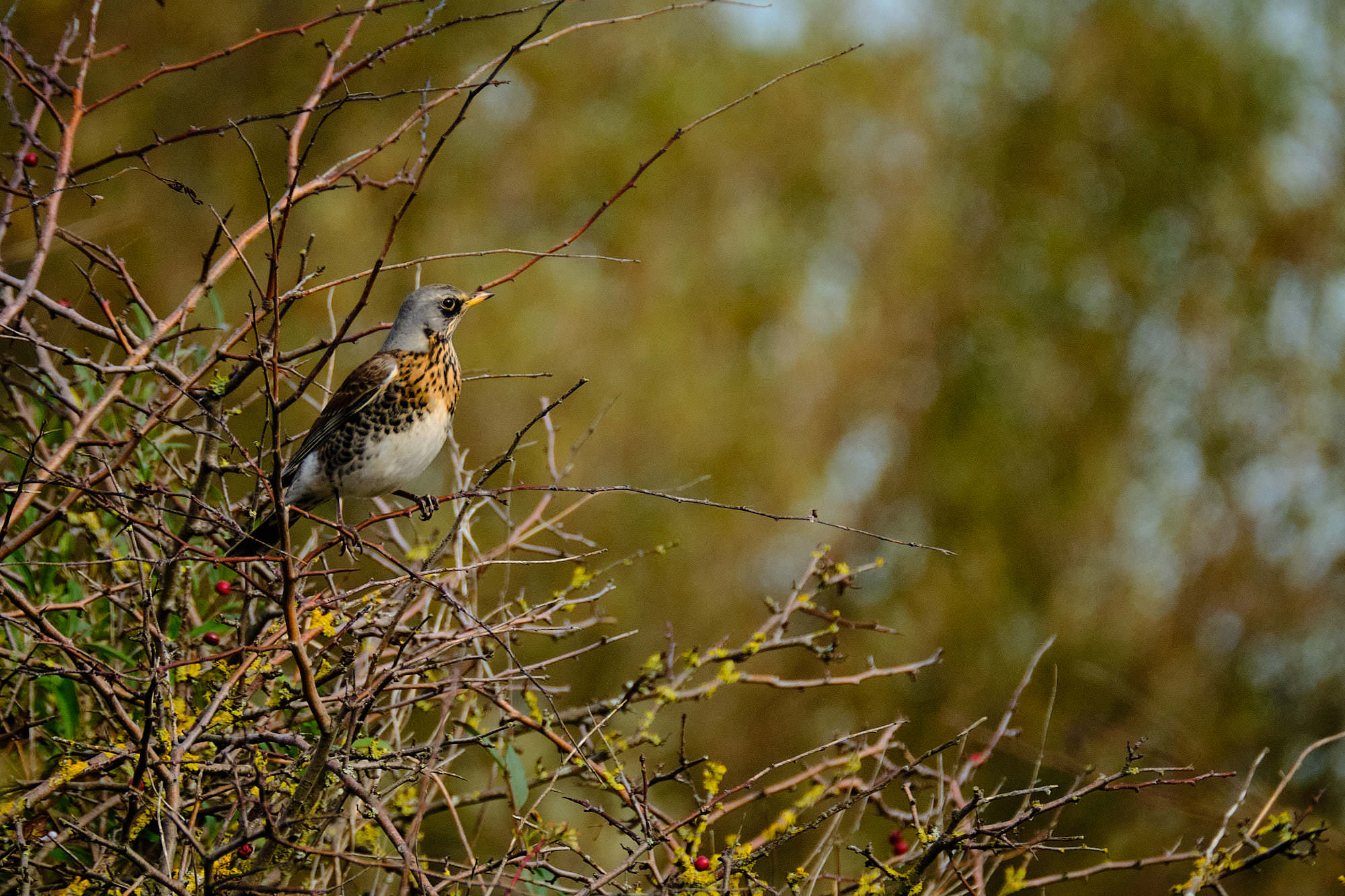 Niederlande - Texel / Netherlands - Texel
