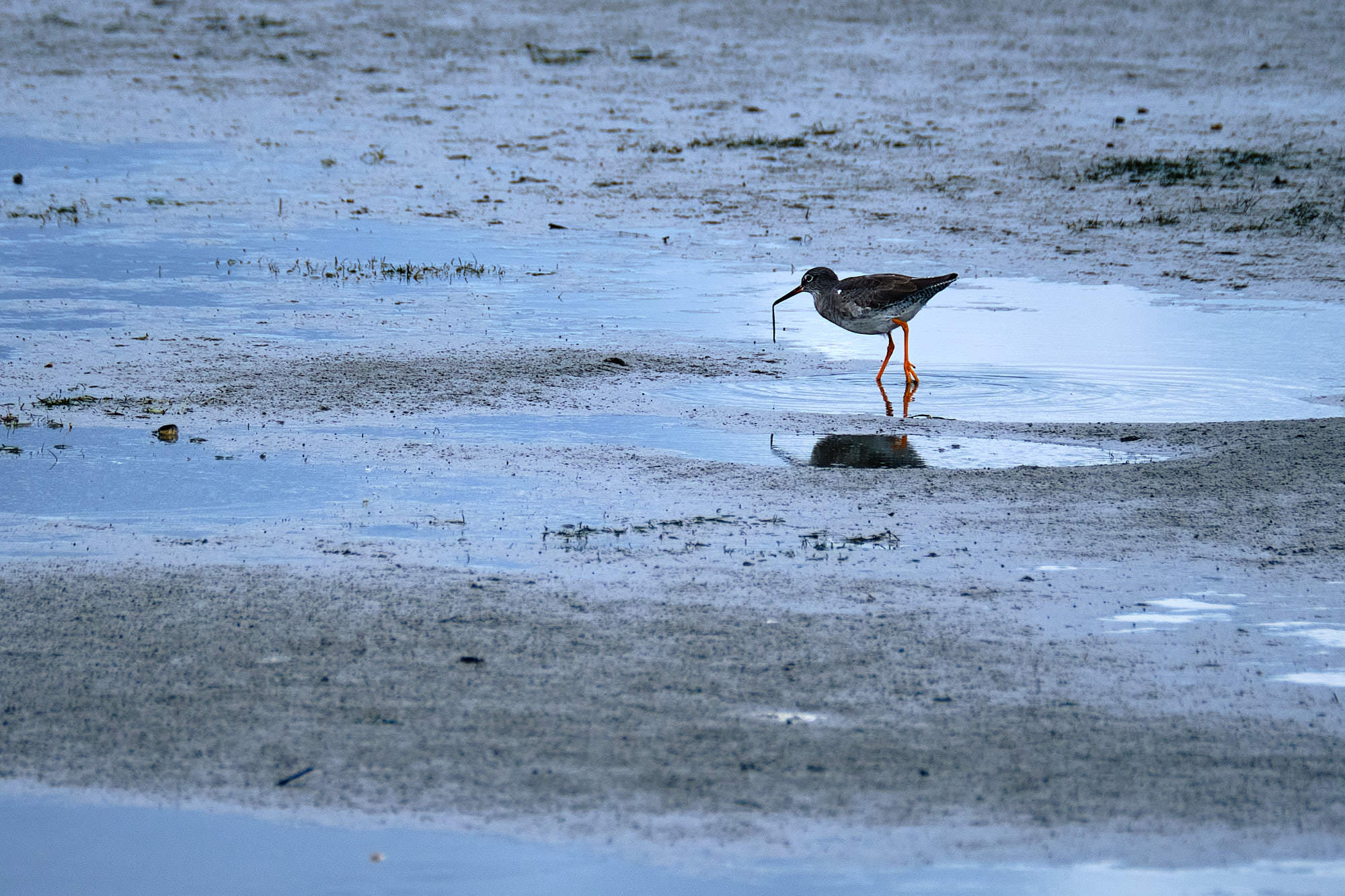 Niederlande - Texel / Netherlands - Texel