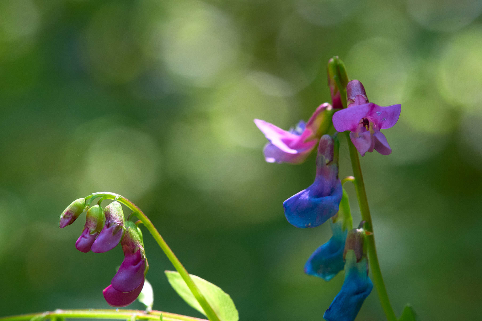 Frühlings-Platterbse - Bialowieza - Polen - Poland