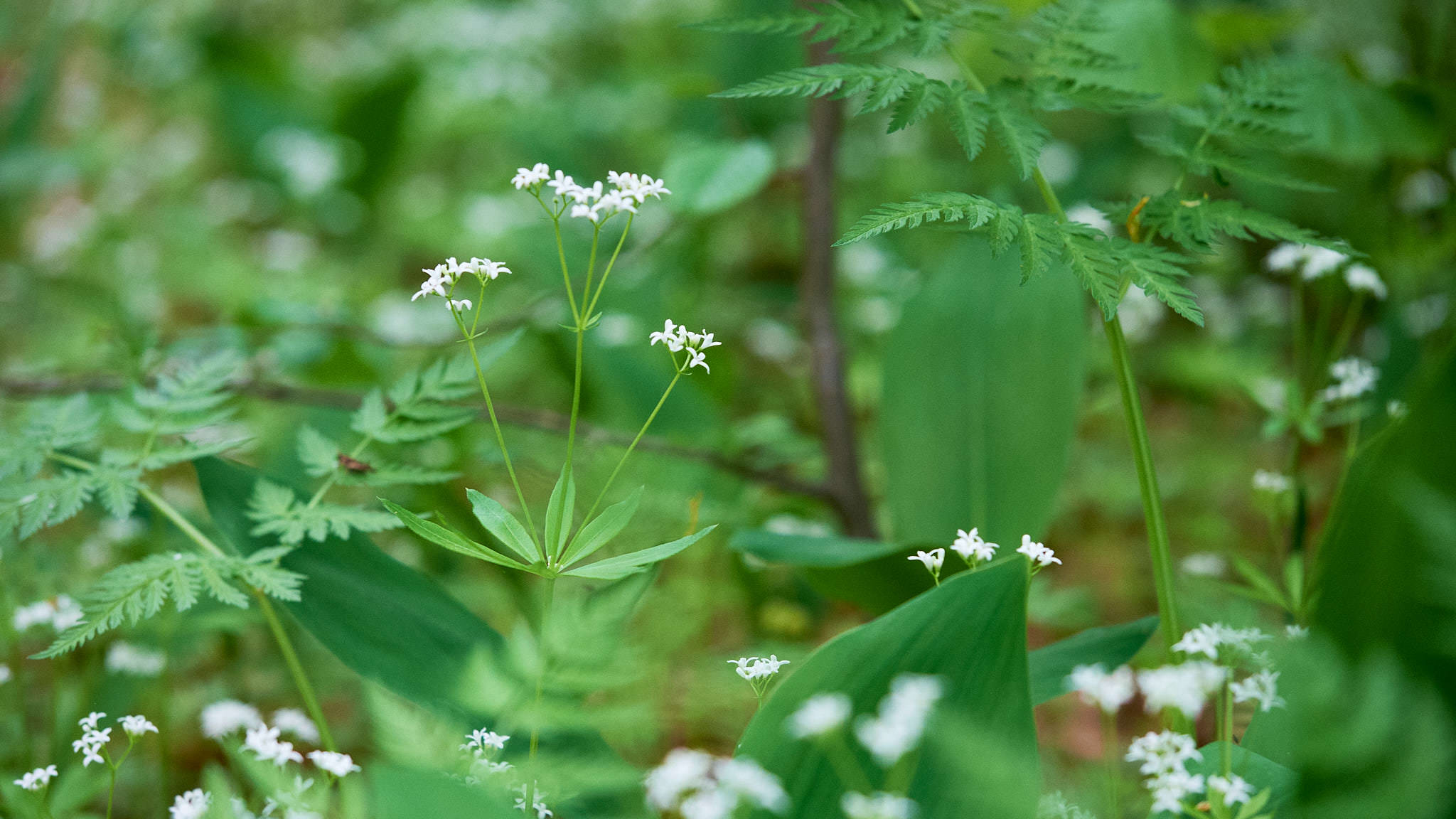 Waldmeister - Ruciane Nida - Polen - Poland