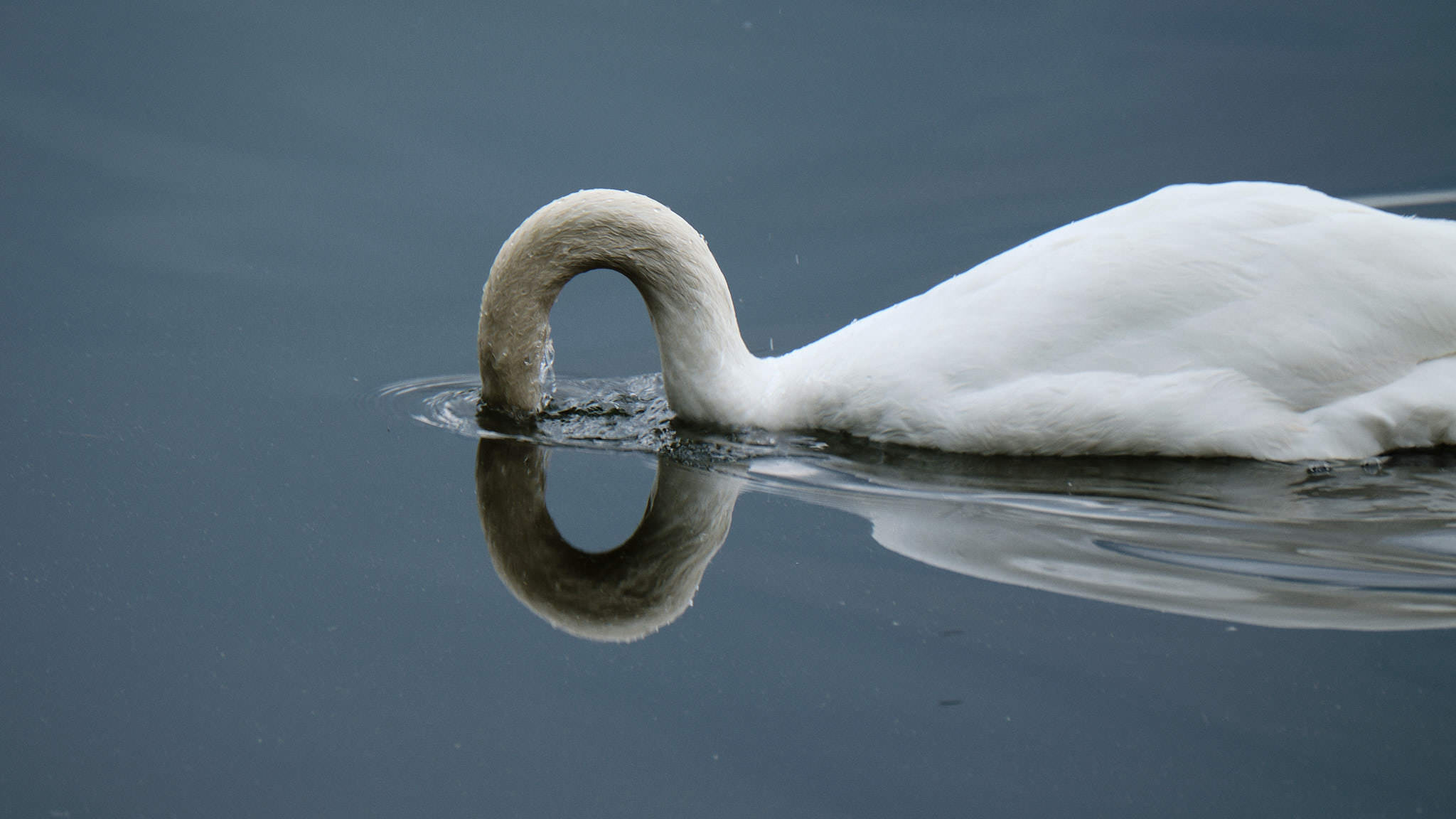 Schwan - Ruciane Nida - Polen - Poland