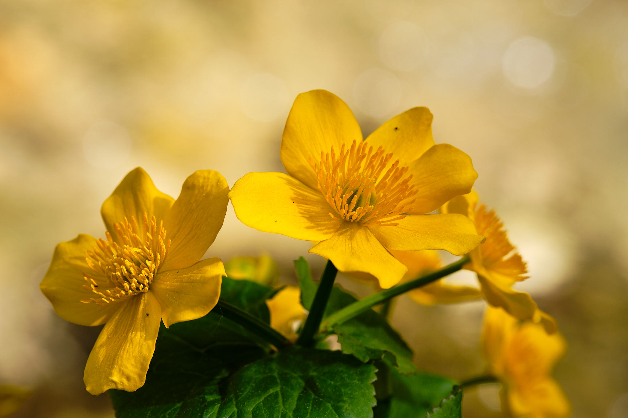 Sumpfdotterblume - Janosikove diery - Slowakei - Slovakia