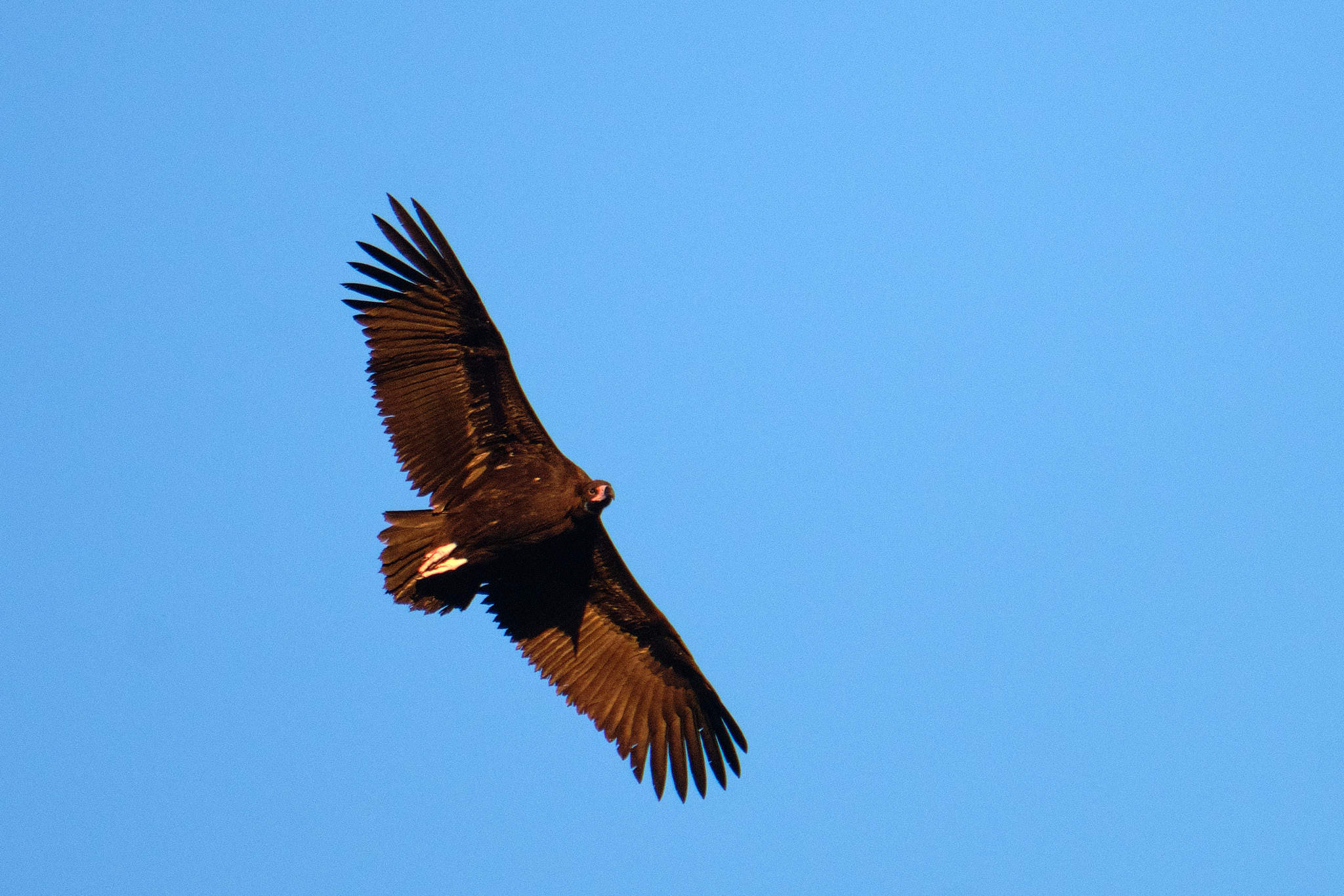 Extremadura 1989 XH13629