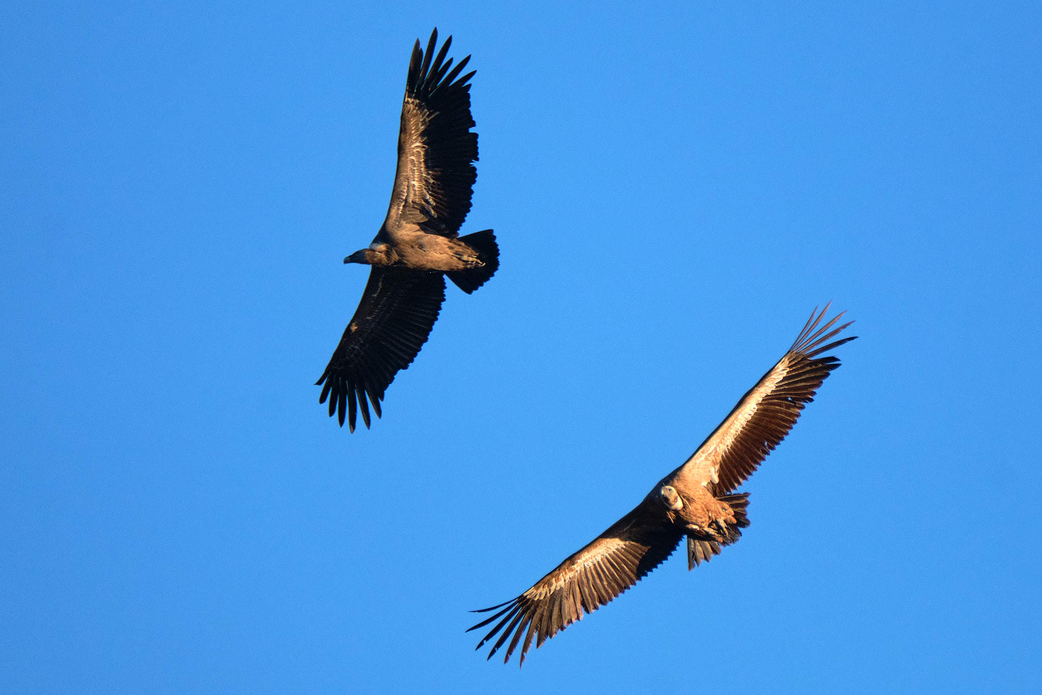 Extremadura 2317 XH13957