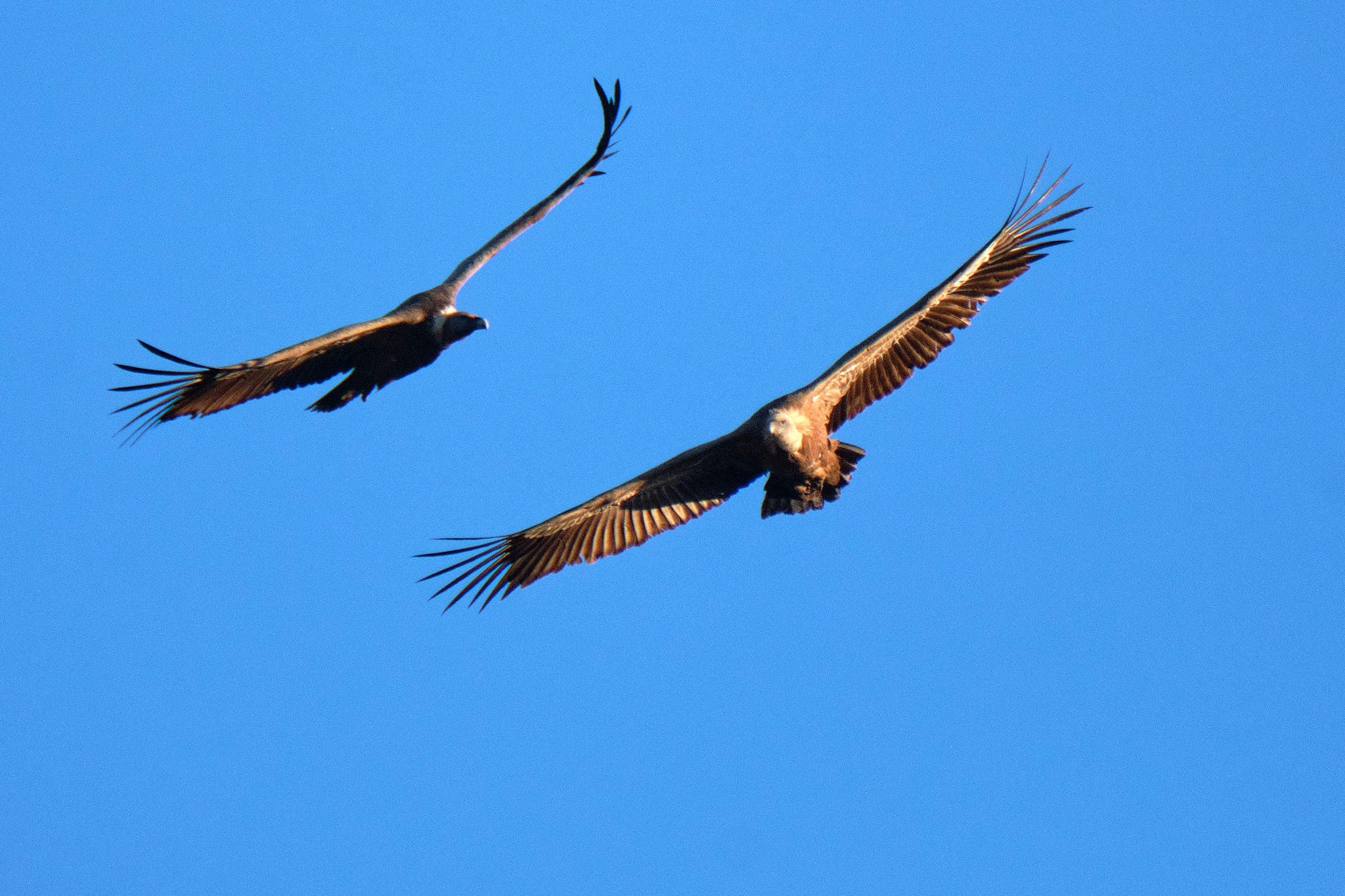 Extremadura 2331 XH13971