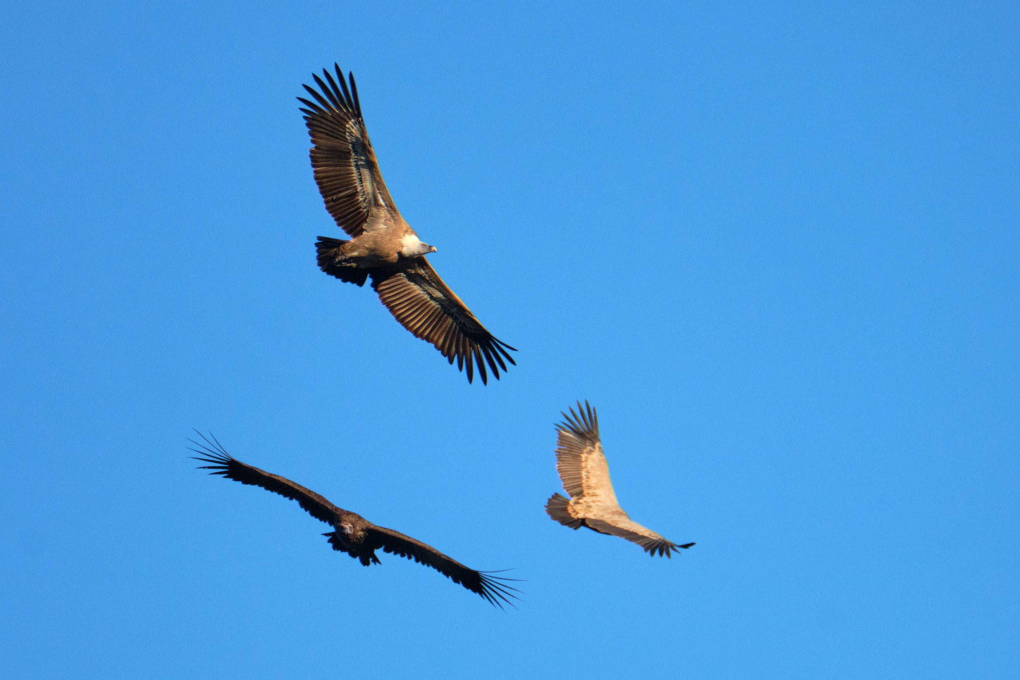 Extremadura 2385 XH14026