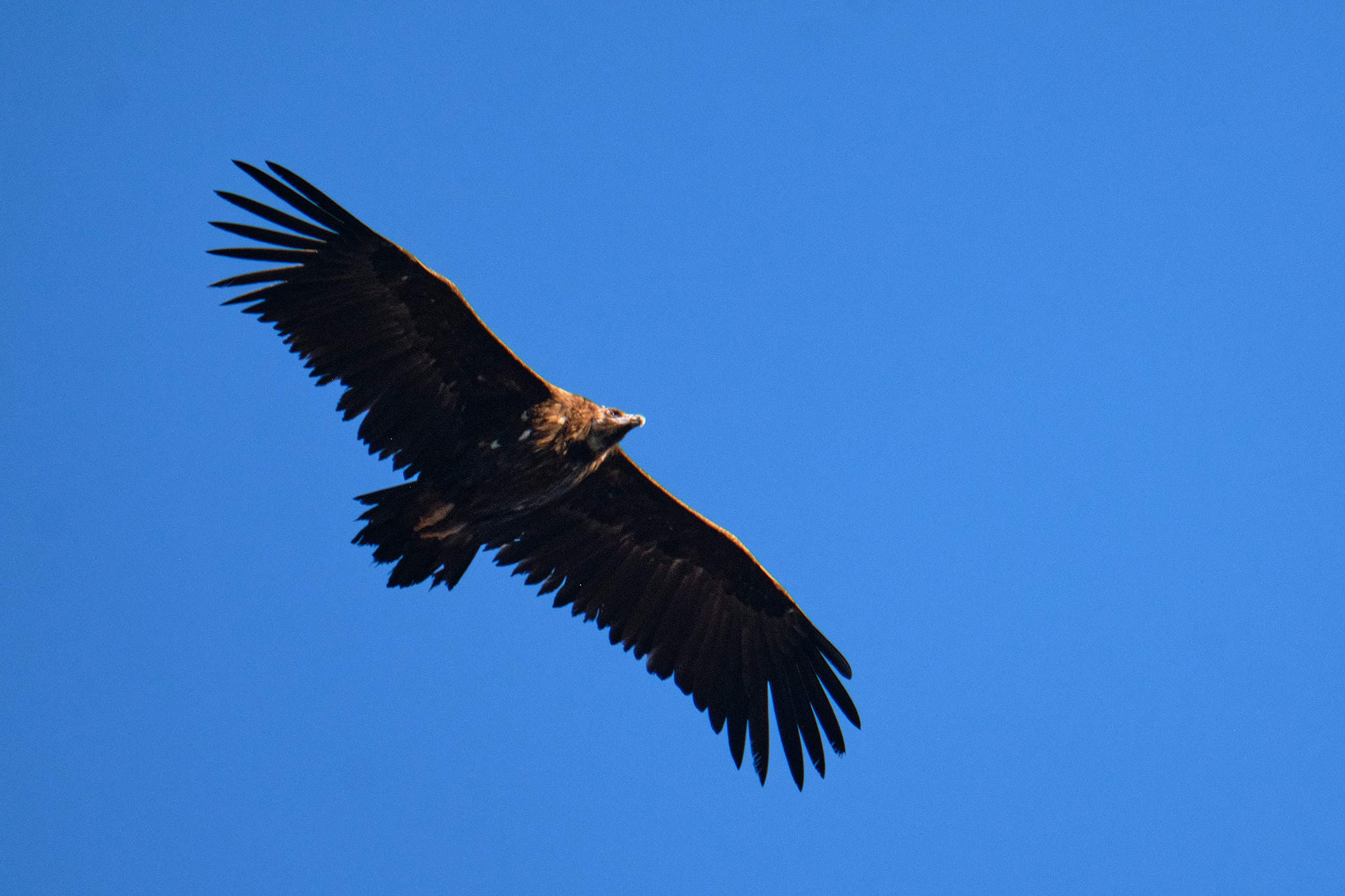 Extremadura 2452 XH14093