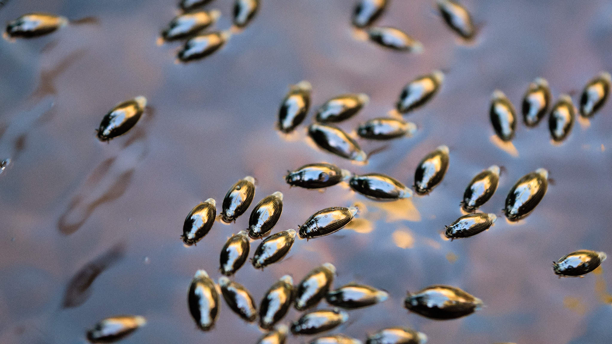 Extremadura 2610 XH14251