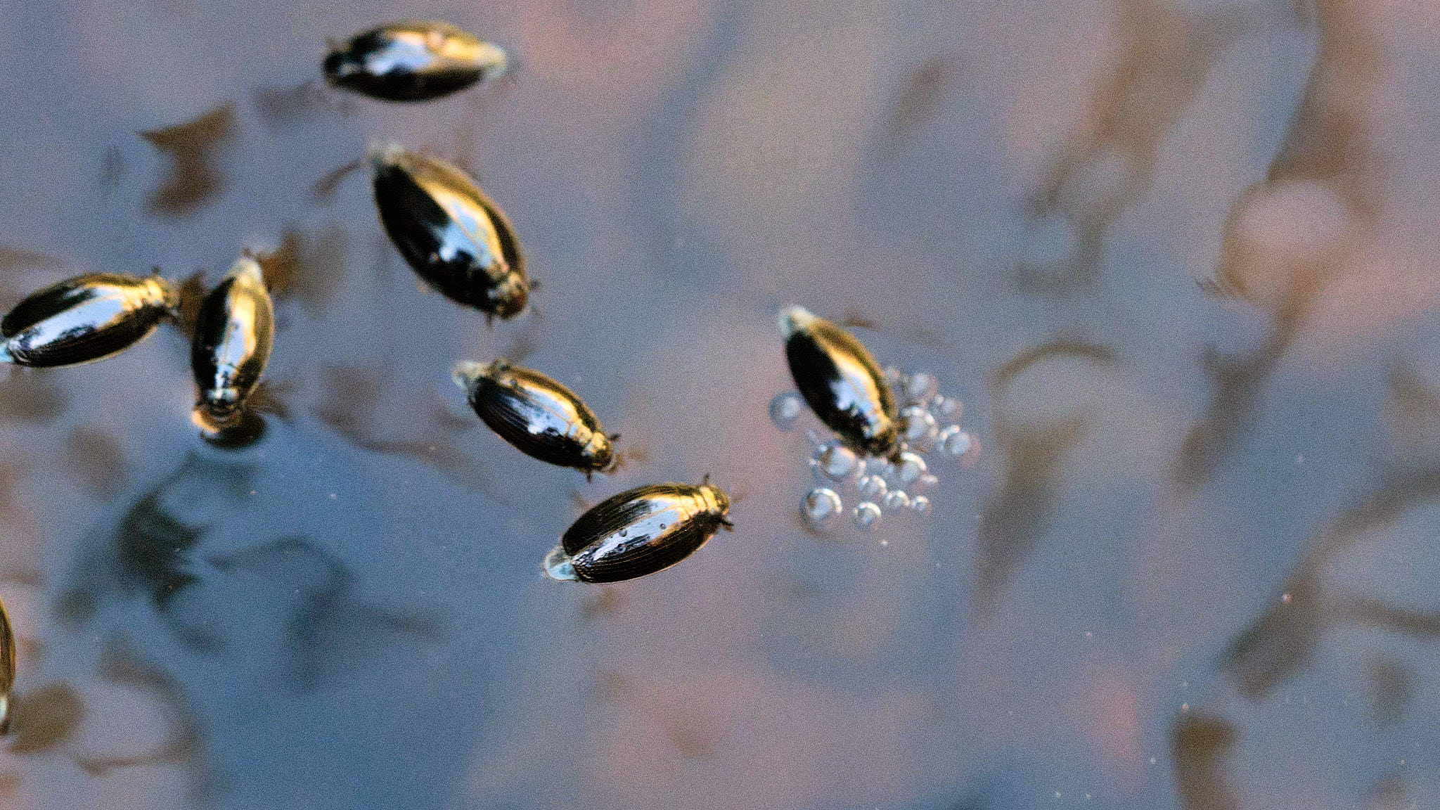 Extremadura 2683 XH14324