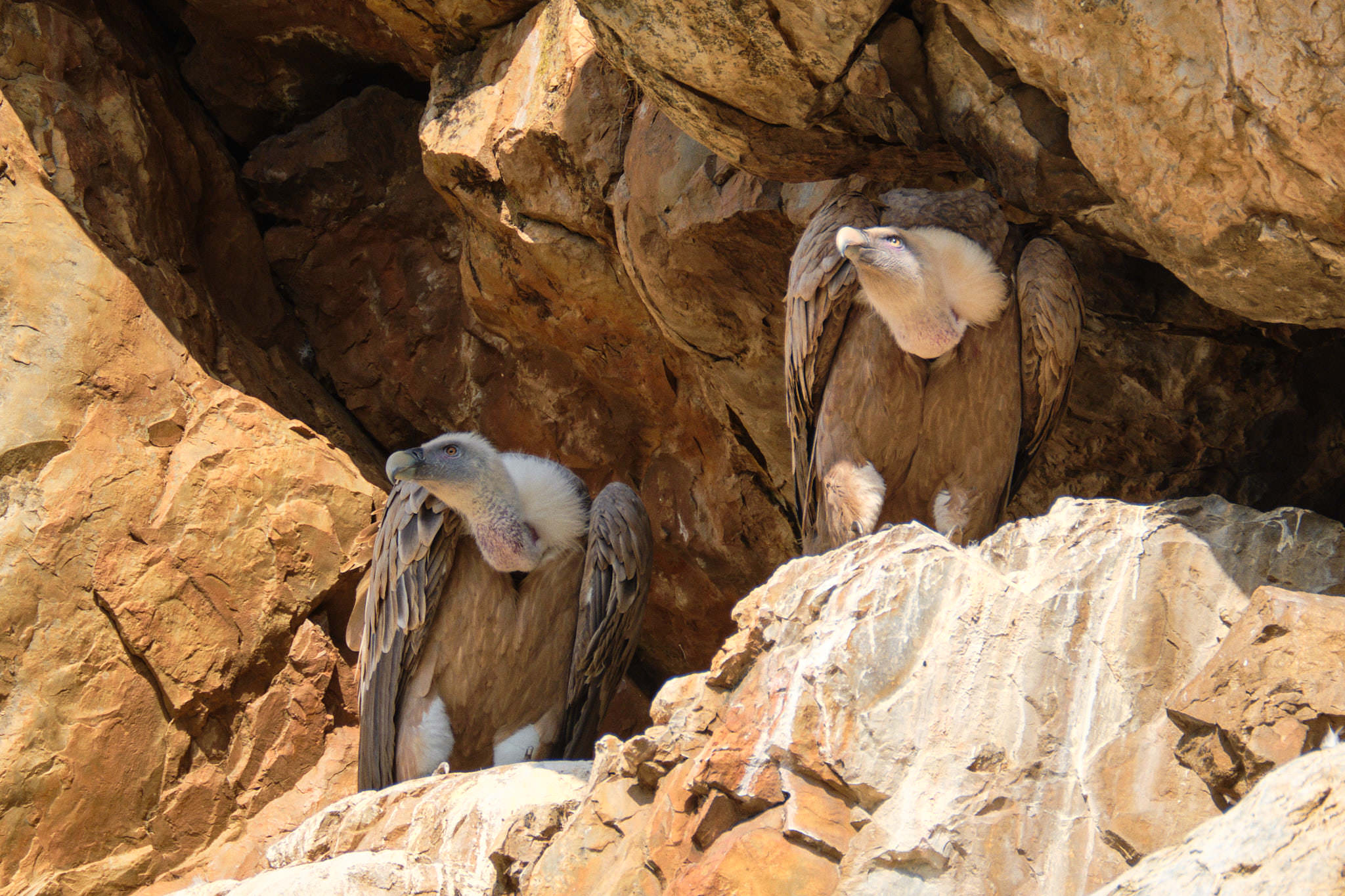 Extremadura 2889 XH14465