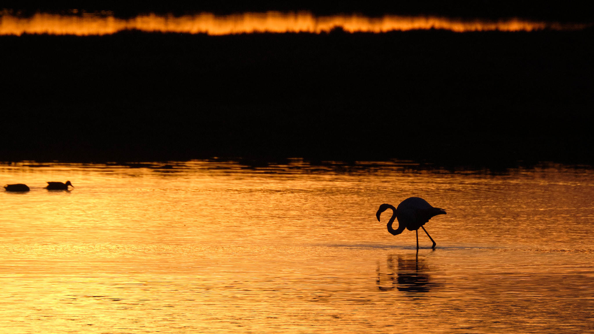 Flamingo - Delta de l'Ebre - Catalunya