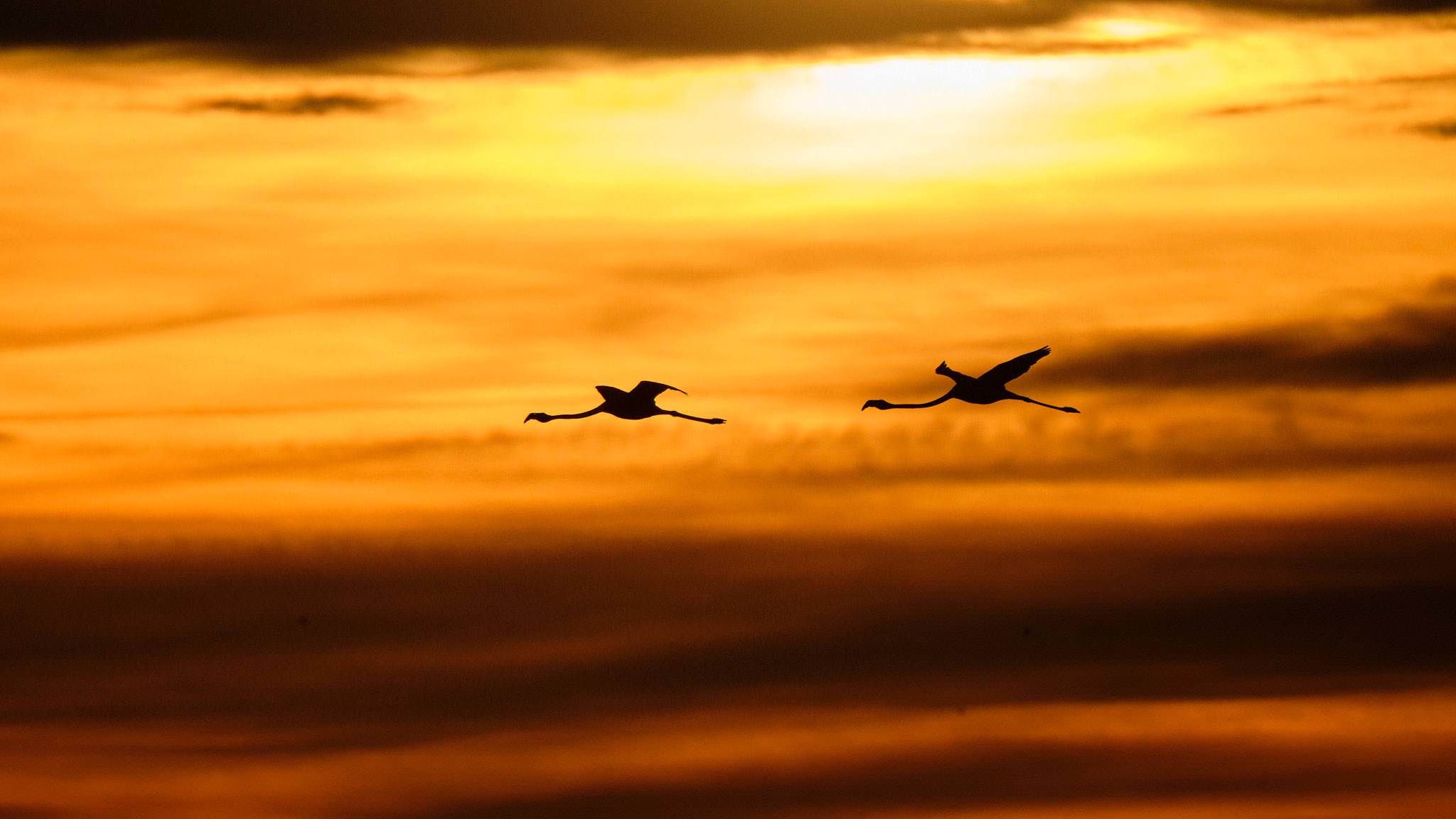 Flamingo - Delta de l'Ebre - Catalunya