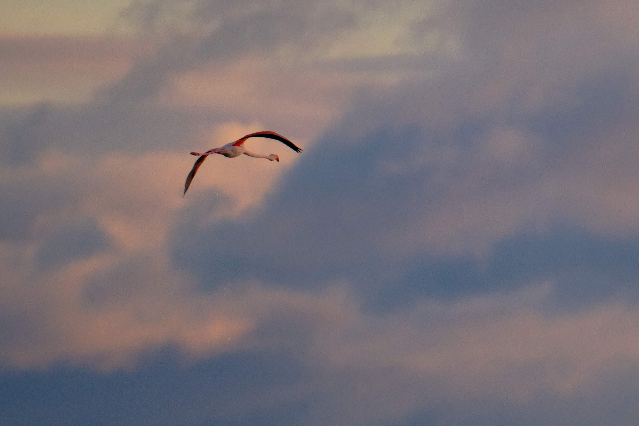 Flamingo - Delta de l'Ebre - Catalunya