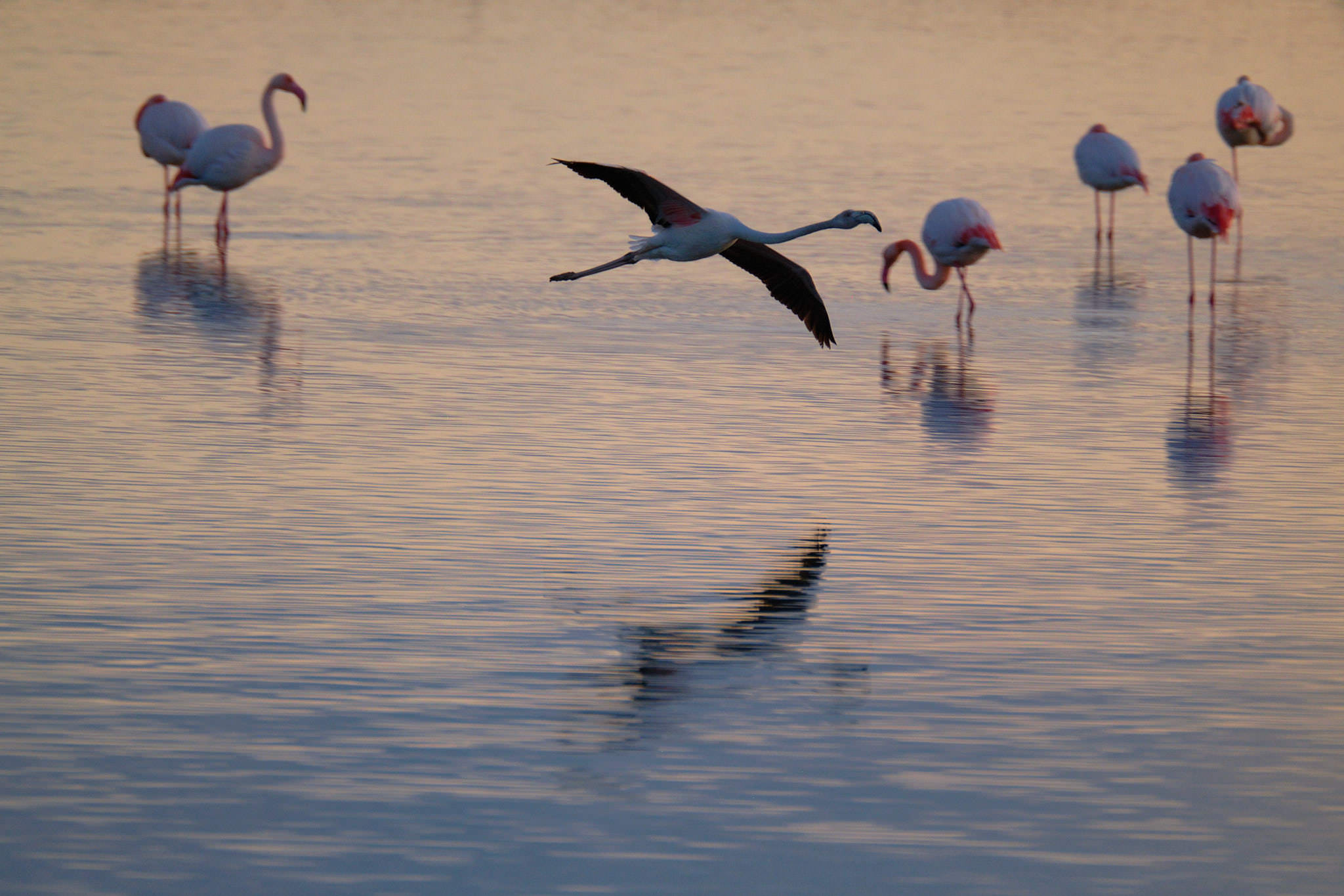 Flamingo - Delta de l'Ebre - Catalunya