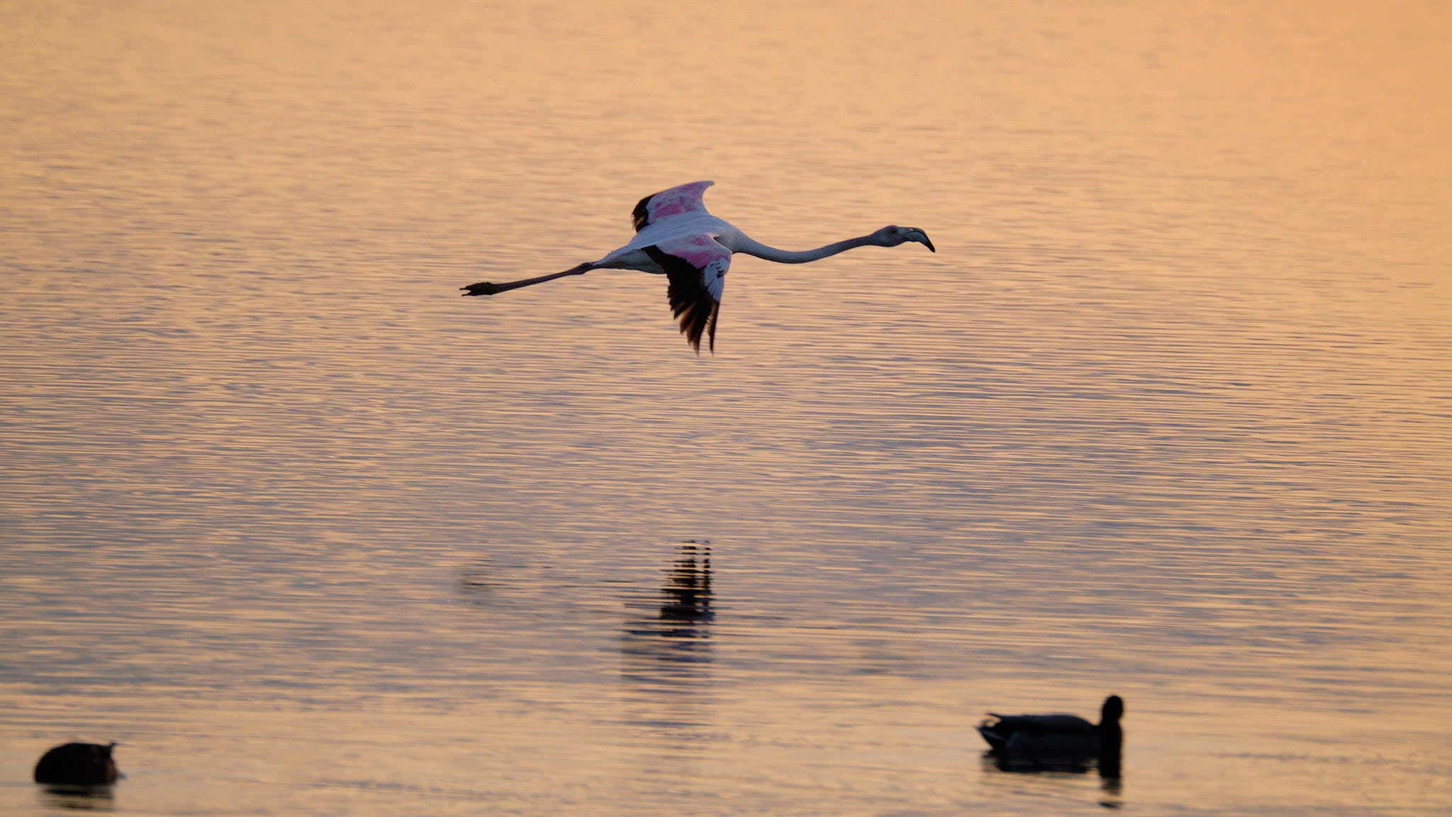 Flamingo - Delta de l'Ebre - Catalunya