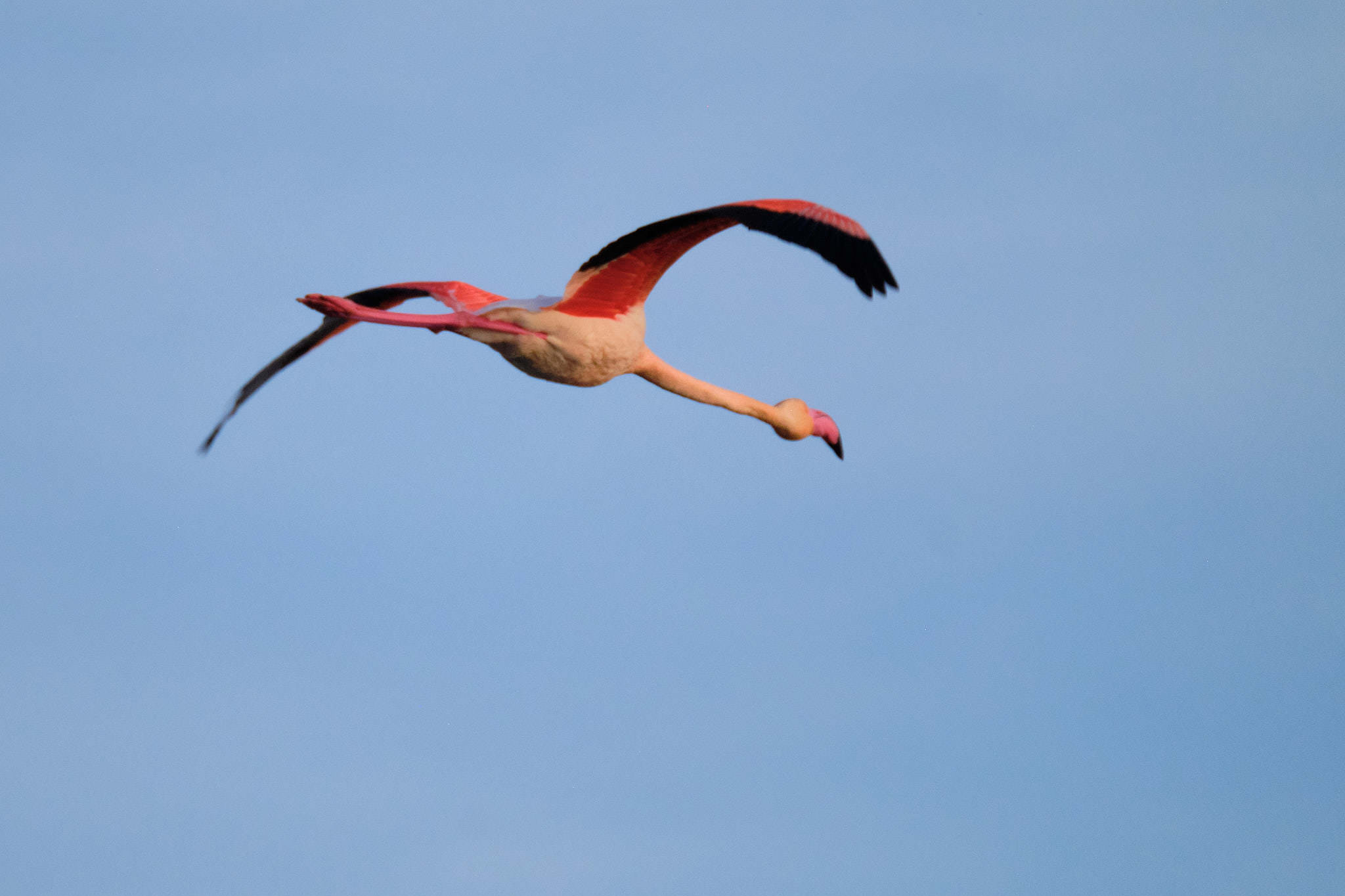 Flamingo - Delta de l'Ebre - Catalunya
