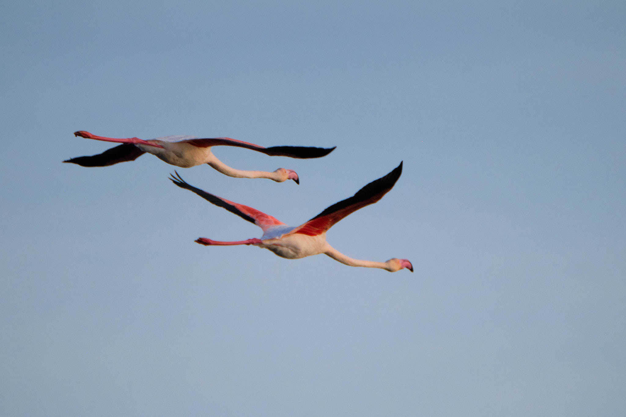 Flamingo - Delta de l'Ebre - Catalunya