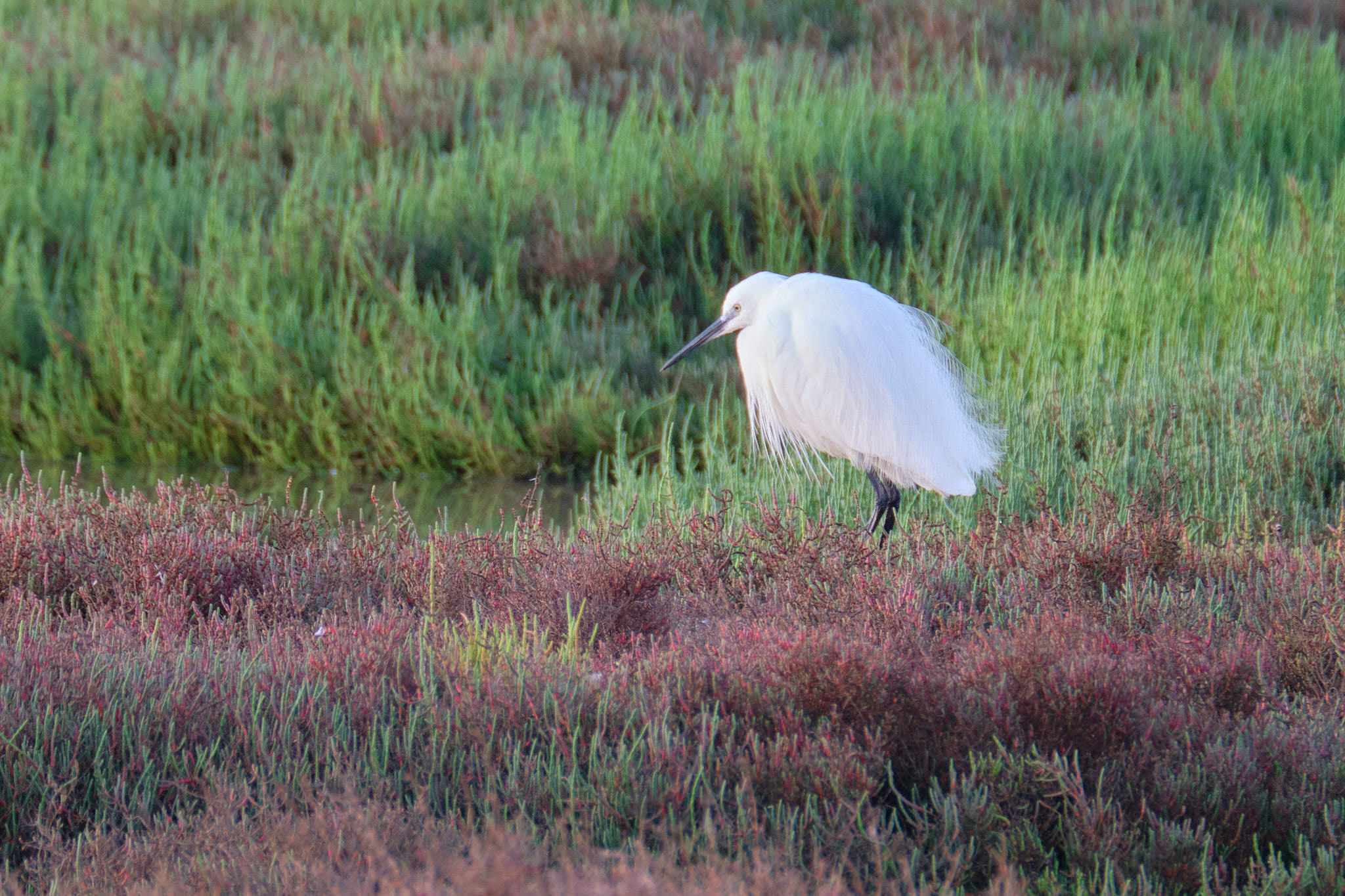 Seidenreiher - Delta de l'Ebre - Catalunya