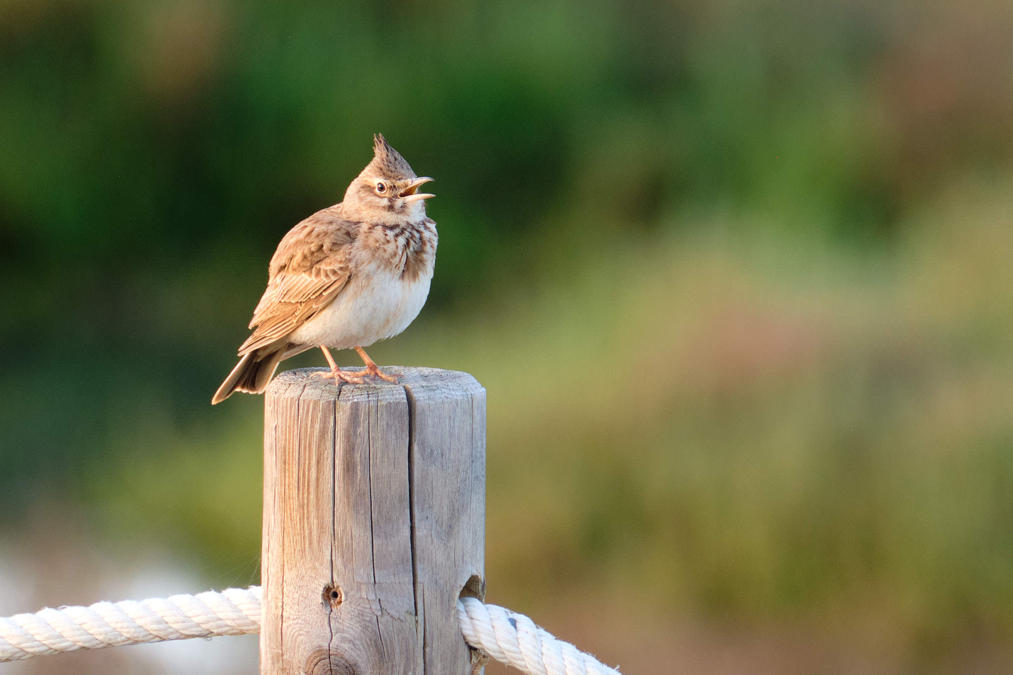 Haubenlerche - Delta de l'Ebre - Catalunya
