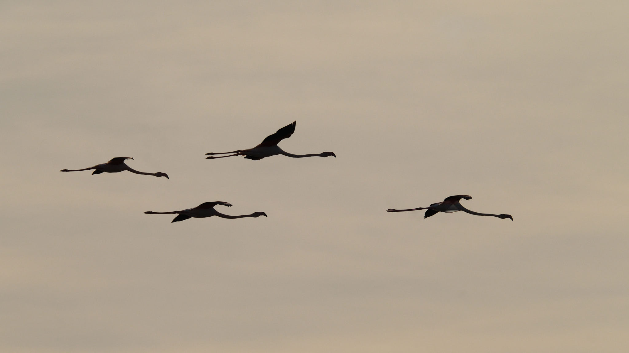 Flamingo - Delta de l'Ebre - Catalunya