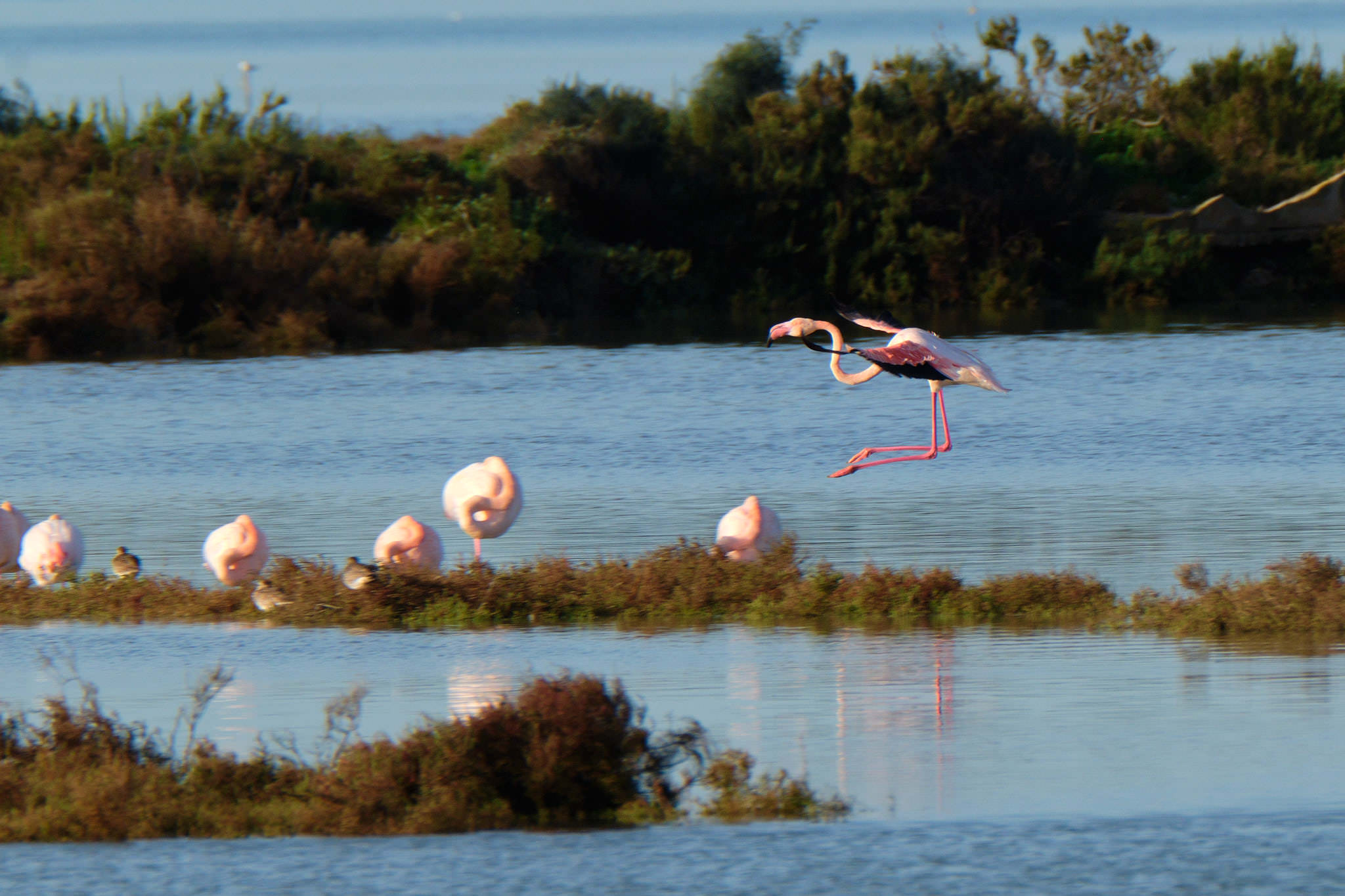 Flamingo - Delta de l'Ebre - Catalunya