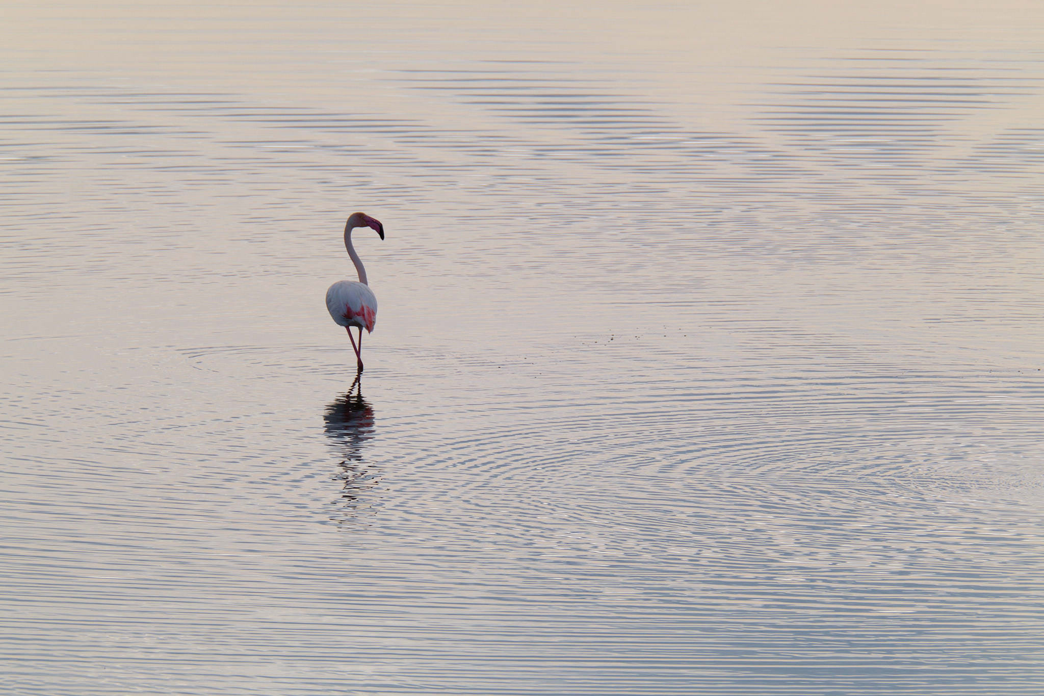 Flamingo - Delta de l'Ebre - Catalunya
