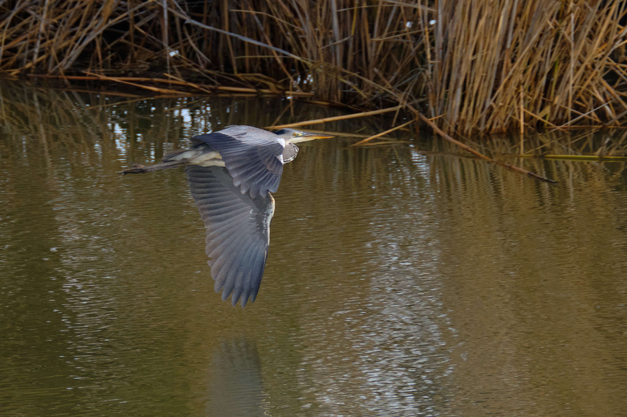 Graureiher - Delta de l'Ebre - Catalunya