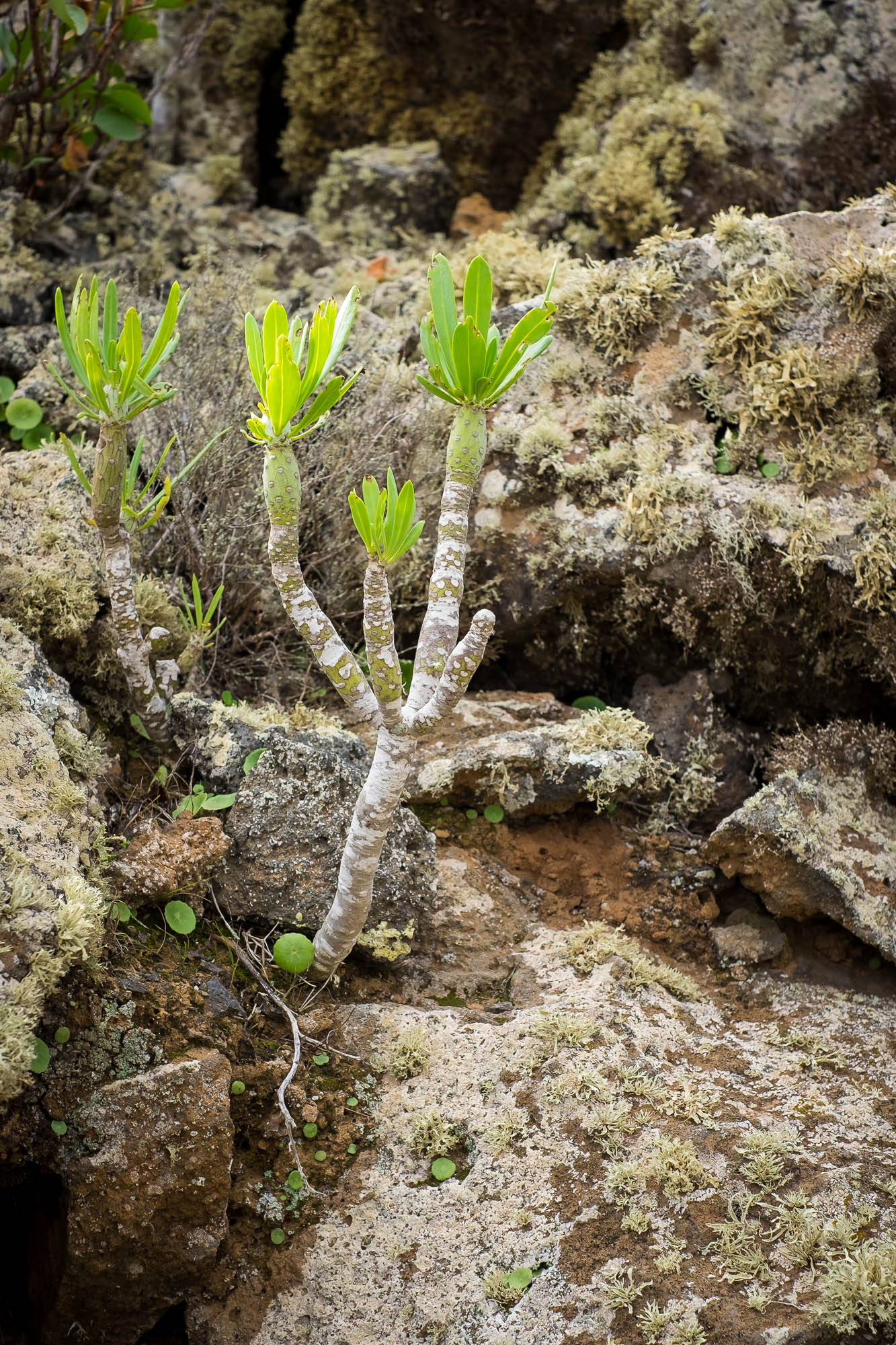 Spanien - Lanzarote / Spain - Lanzarote