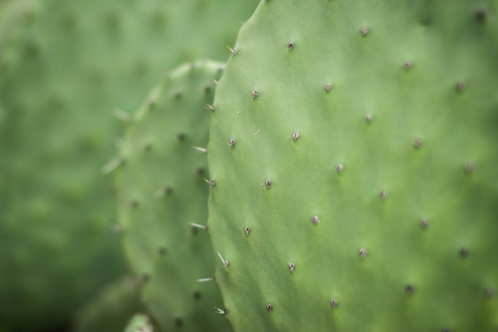 Spanien - Lanzarote / Spain - Lanzarote