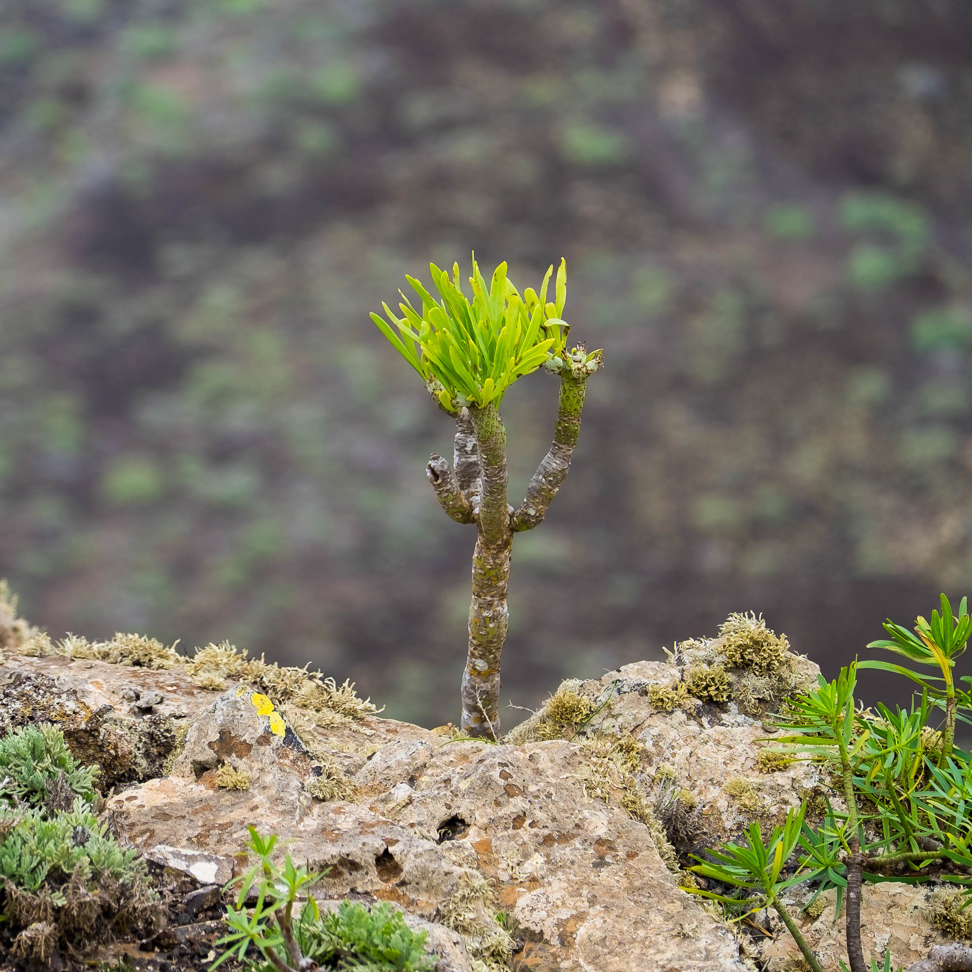 Spanien - Lanzarote / Spain - Lanzarote