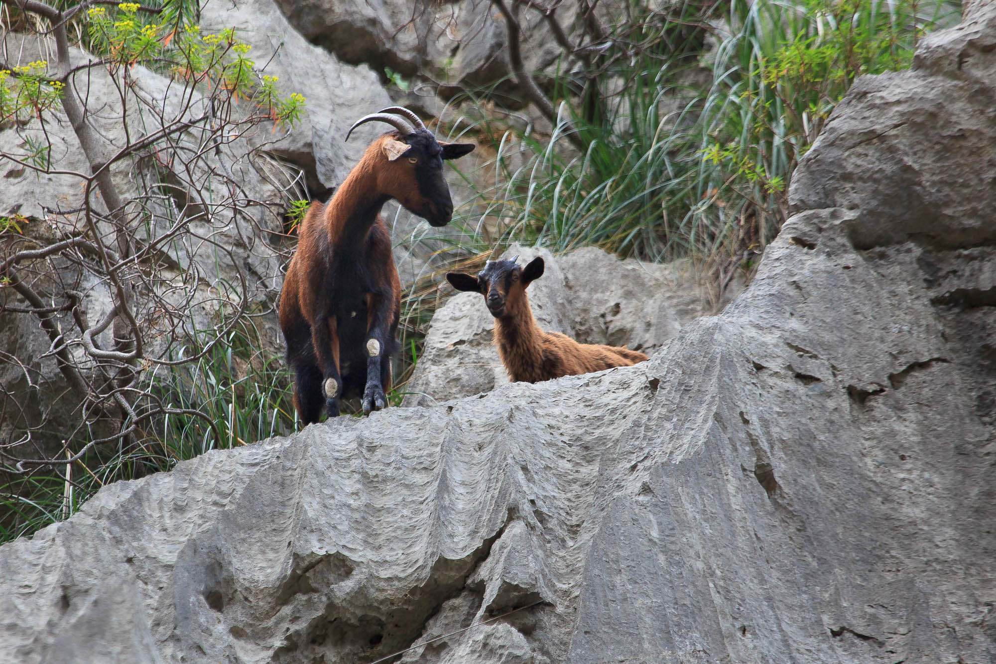 Spanien - Mallorca / Spain - Mallorca