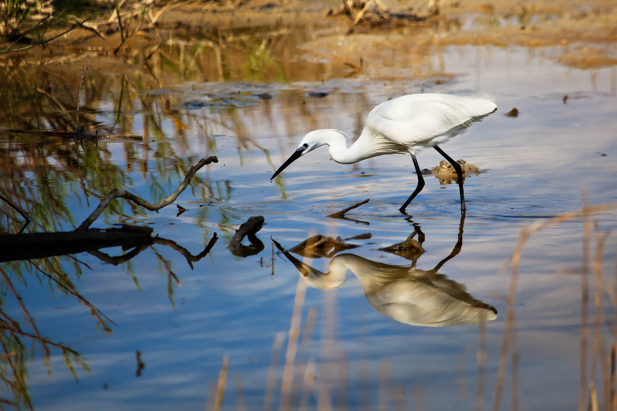 Spanien - Mallorca / Spain - Mallorca