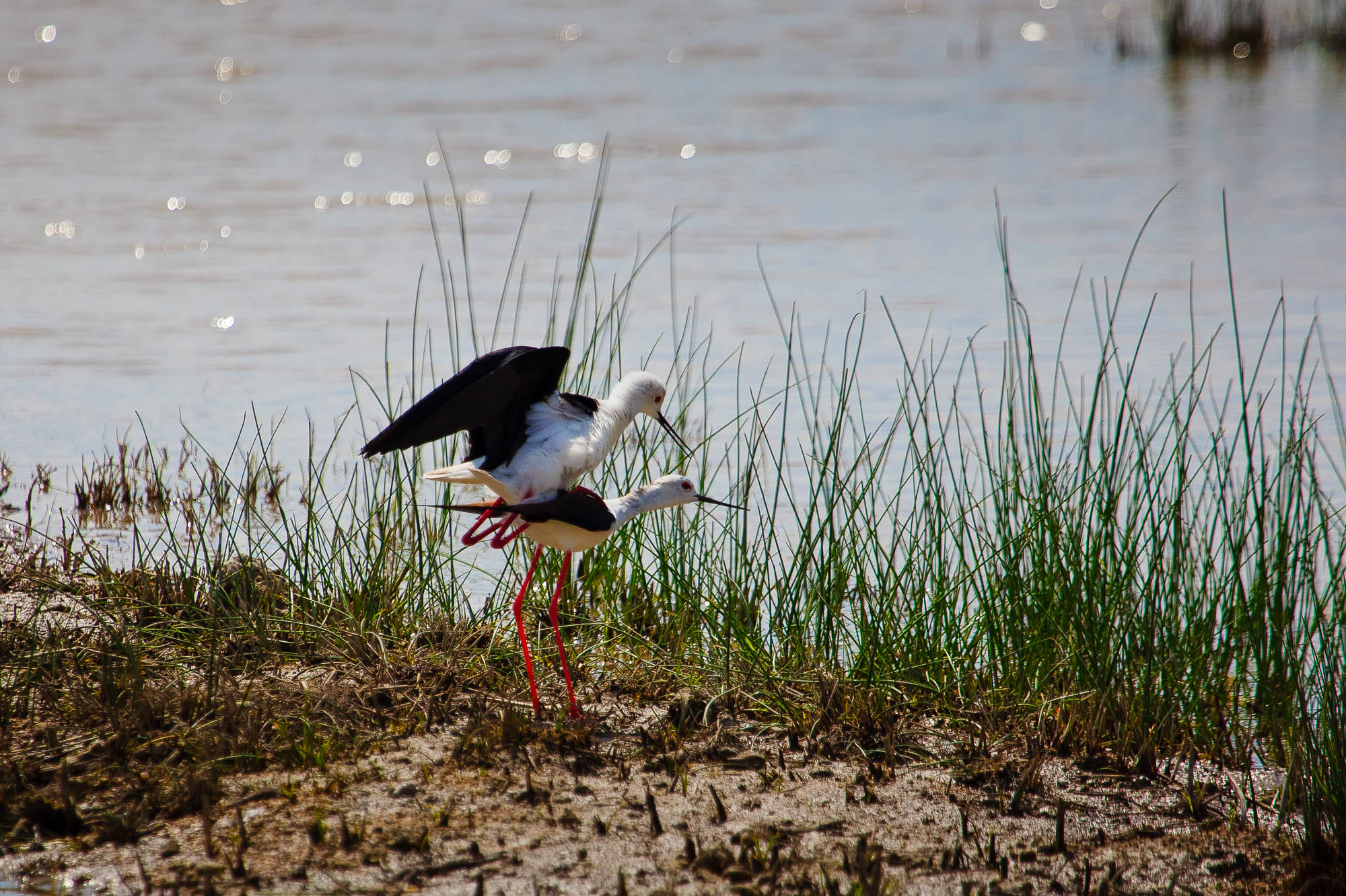 Spanien - Mallorca / Spain - Mallorca