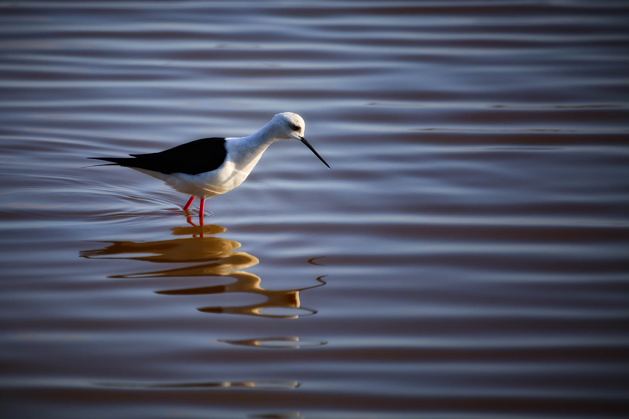 Spanien - Mallorca / Spain - Mallorca