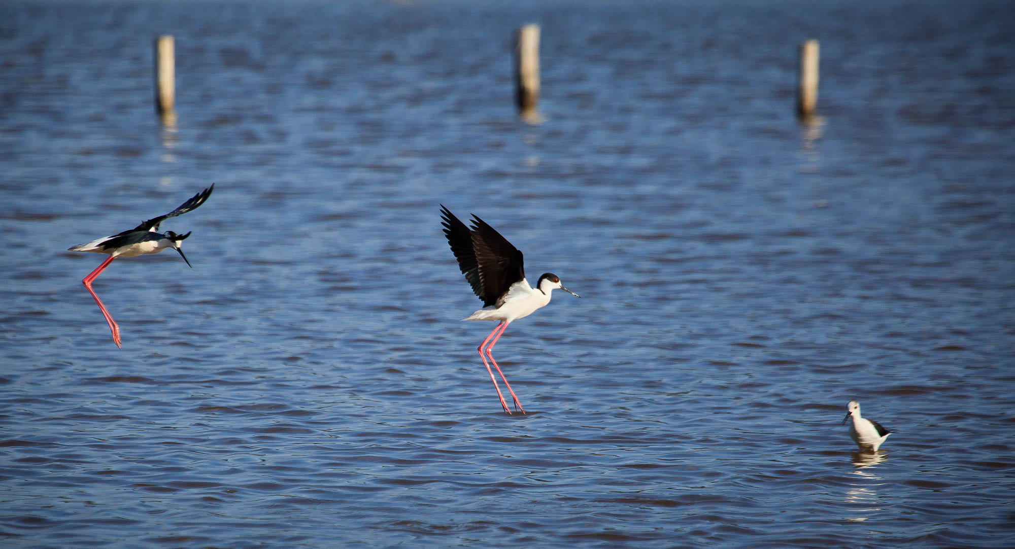 Spanien - Mallorca / Spain - Mallorca