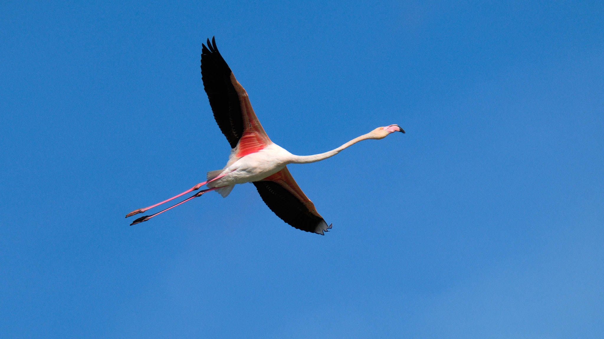 Parque Natural de El Hondo - Valencia - Spanien
