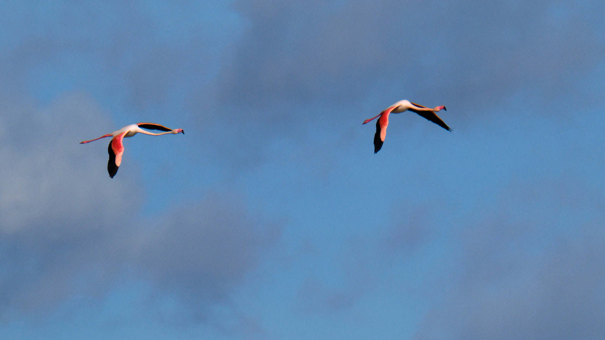 Parque Natural de El Hondo - Valencia - Spanien
