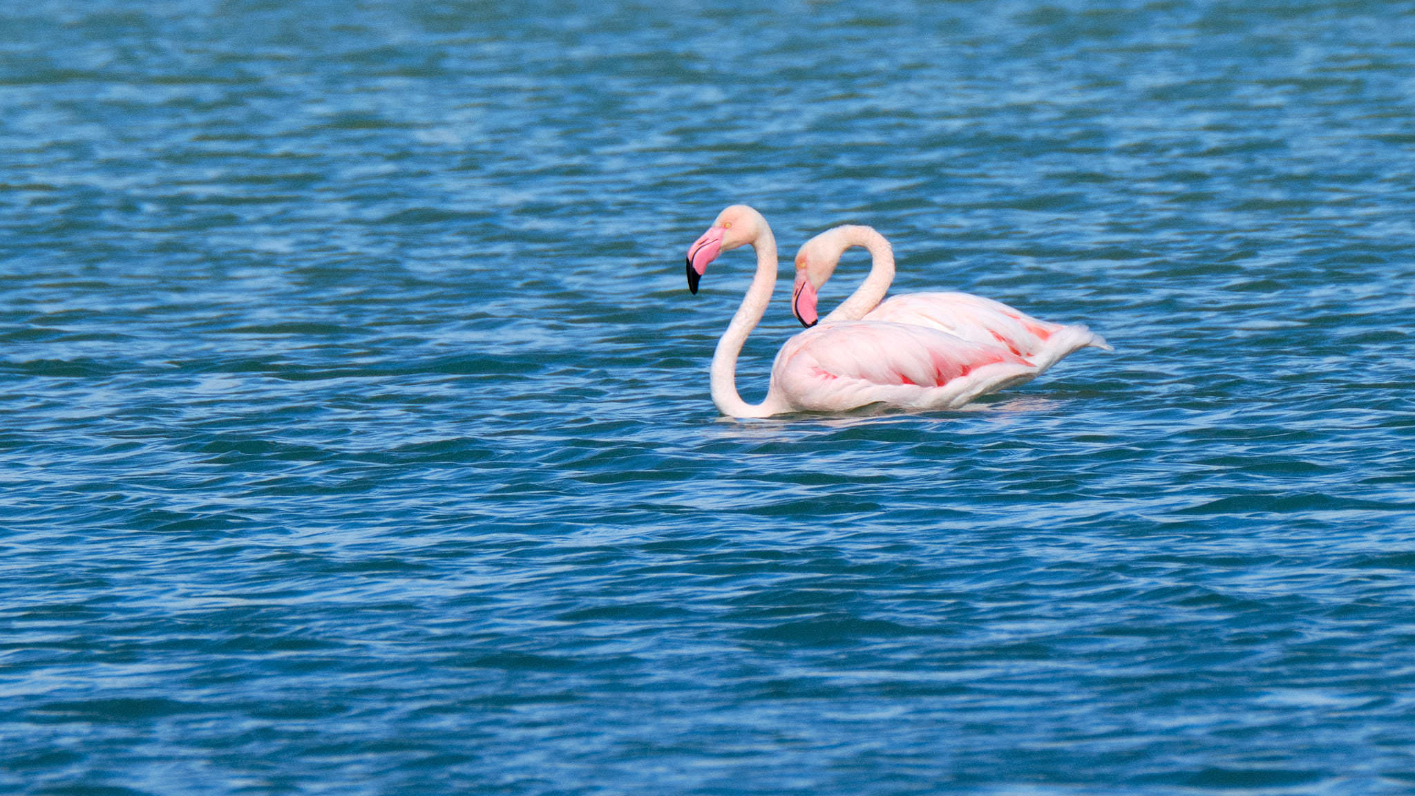 Parque Natural de El Hondo - Valencia - Spanien