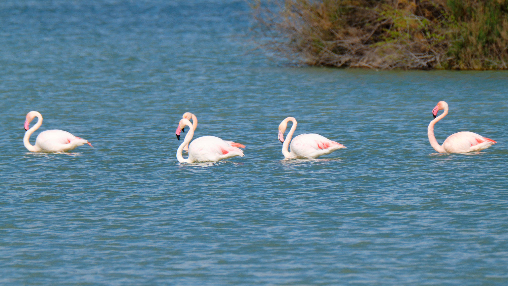 Parque Natural de El Hondo - Valencia - Spanien